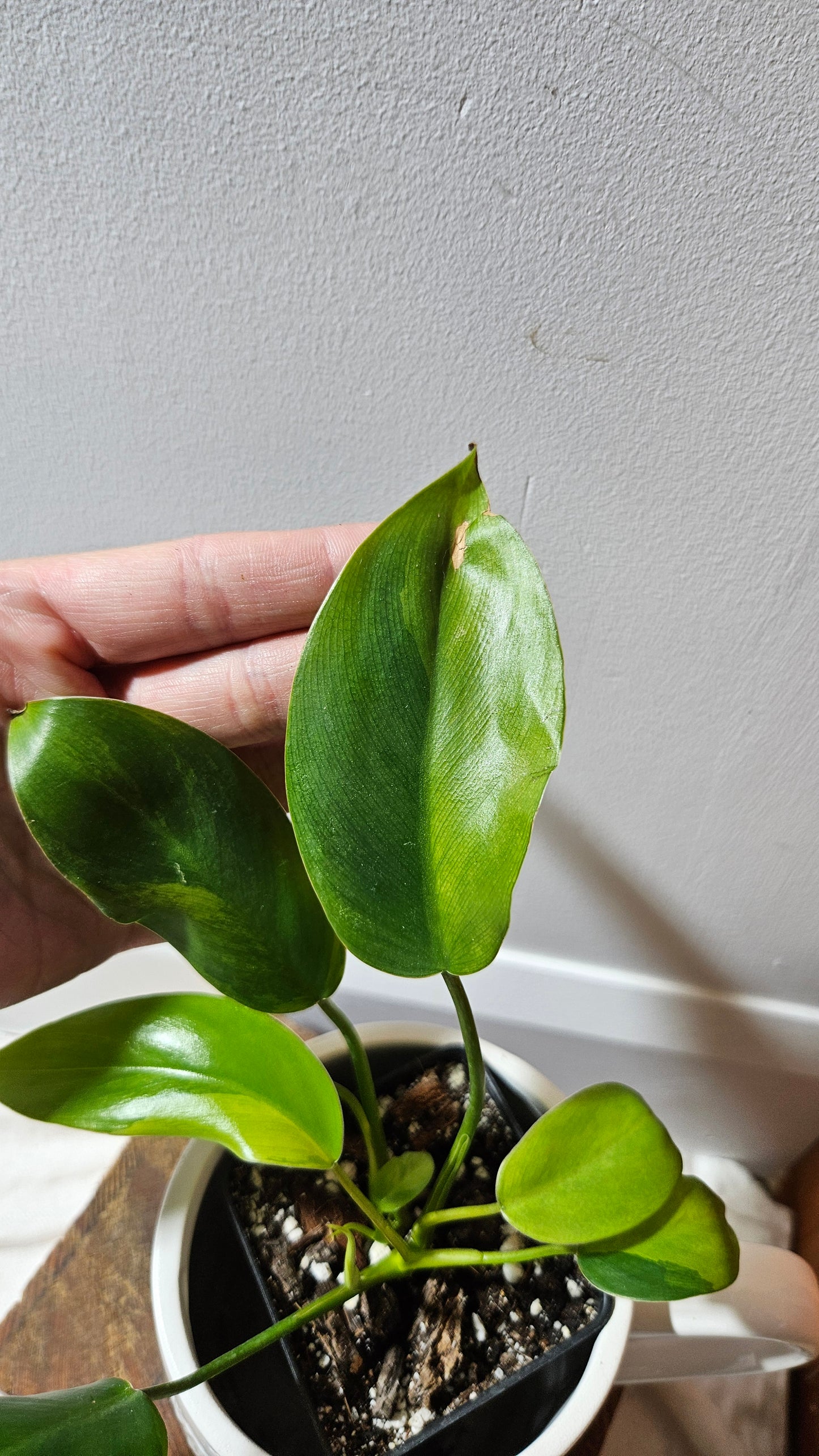 Philodendron Avocado Shake (PHI-917)