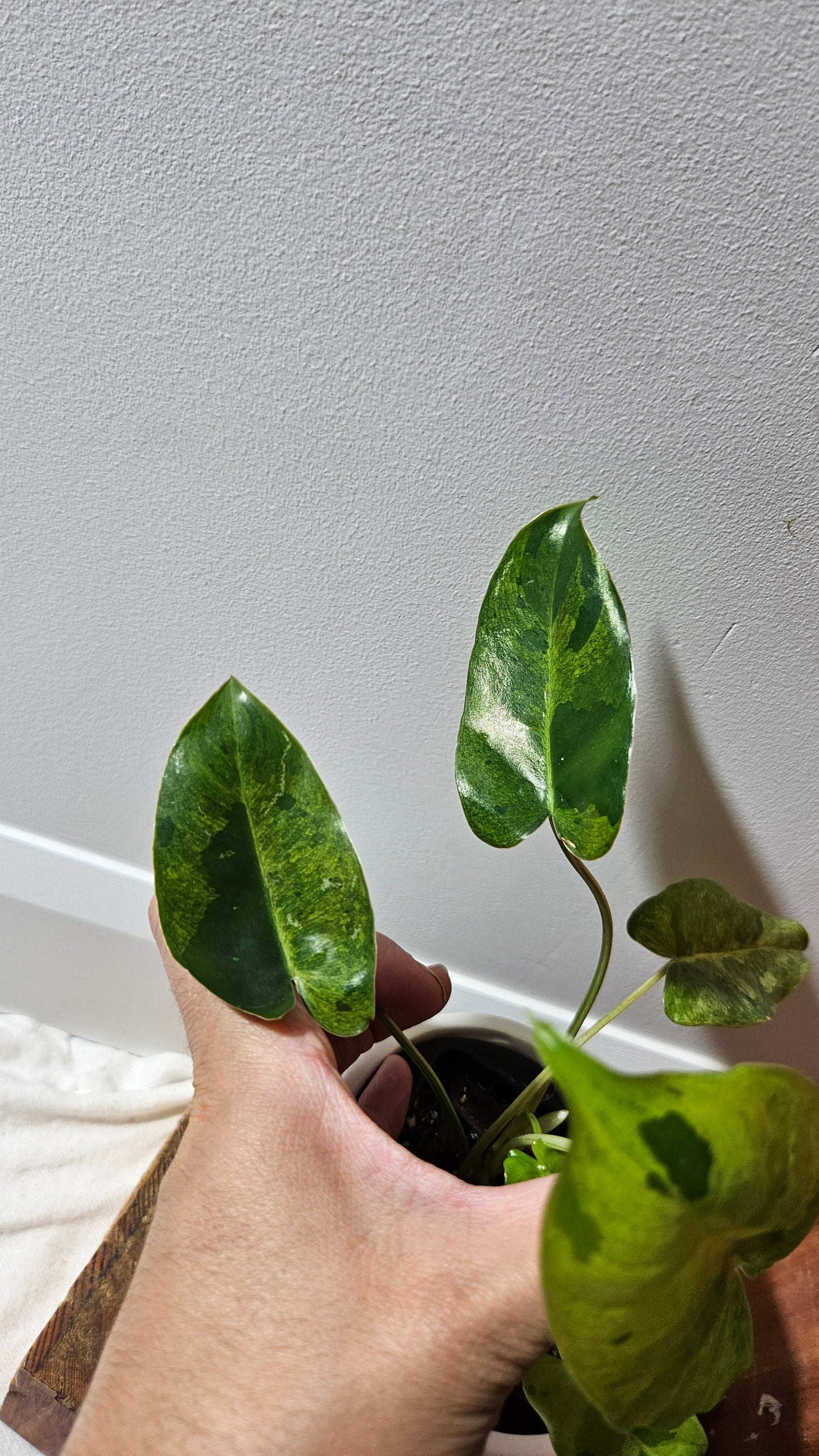 Philodendron BurleMarx Variegata X Paraiso Verde (PHI-914)