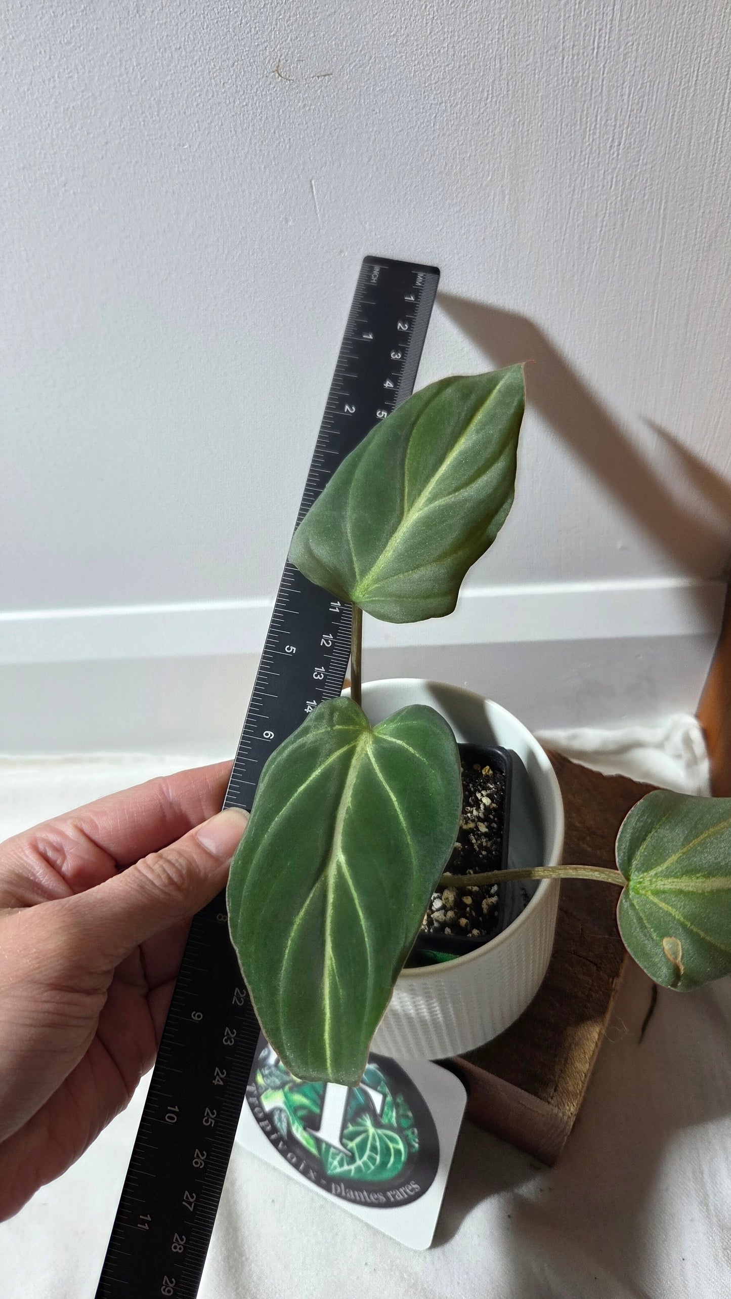 Philodendron Gloriosum Zebra (PHI-997)