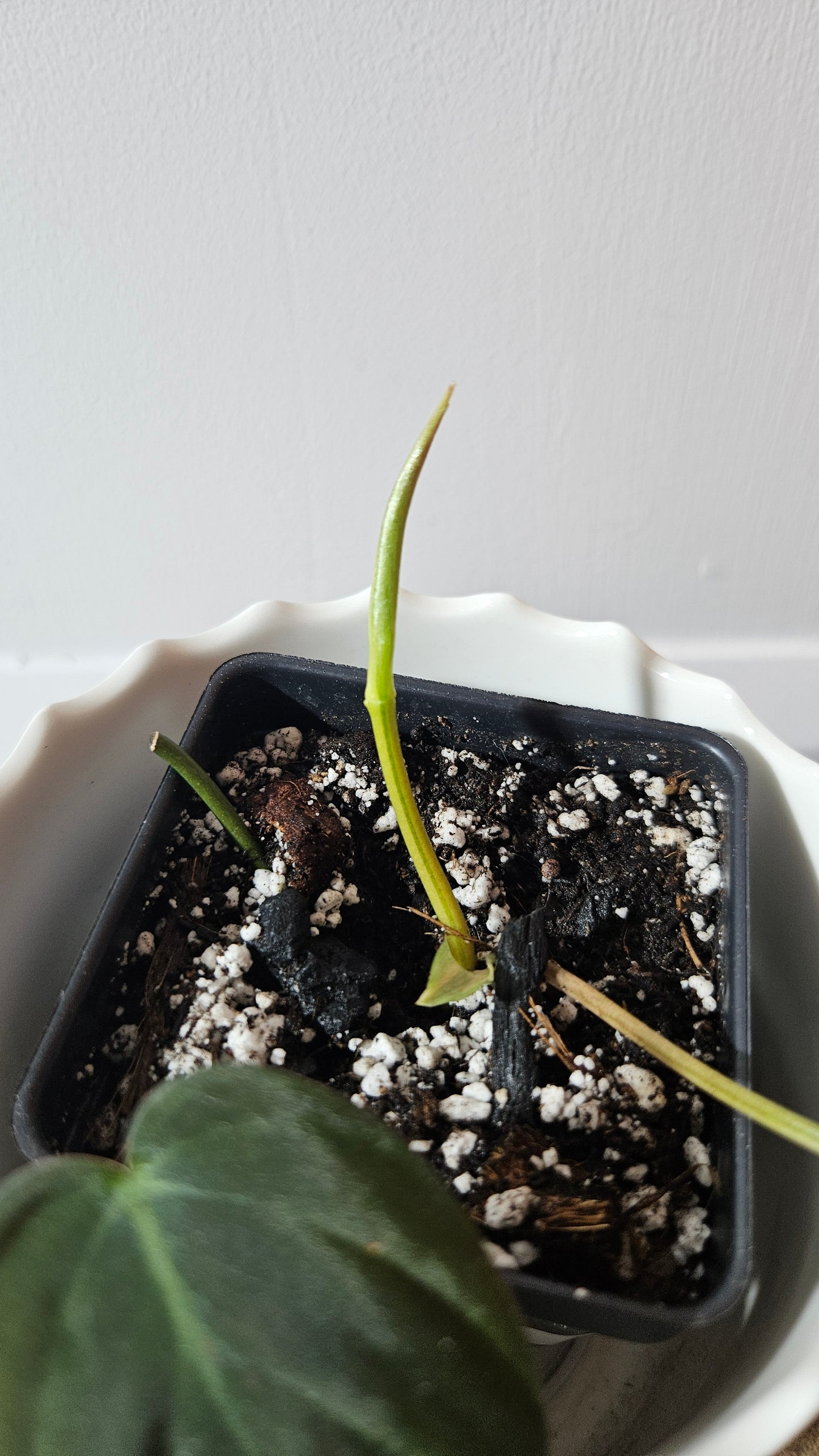 Philodendron Mican Variegata (PHI-788)