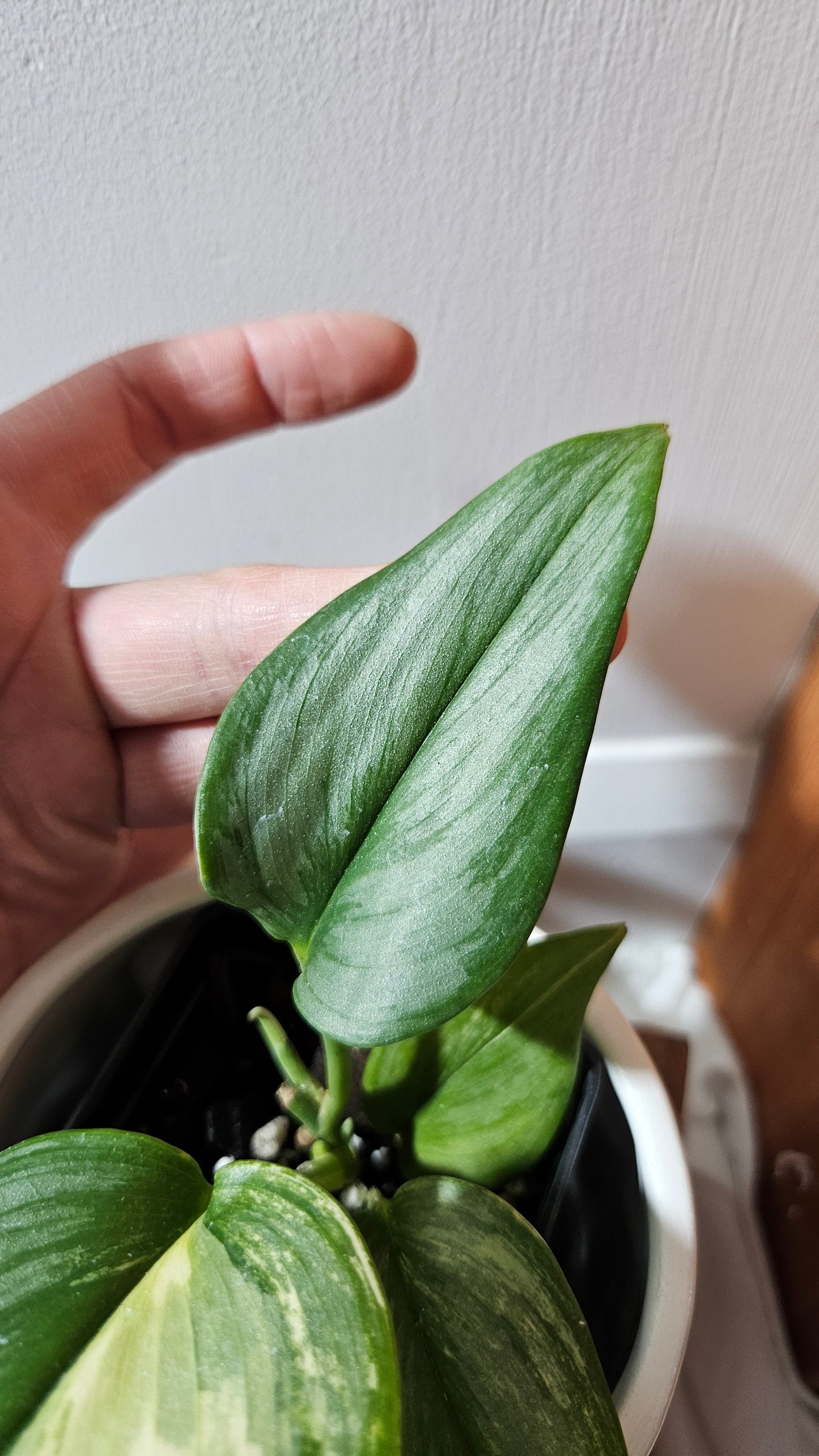 Scindapsus Rubicon (SCI-1110)