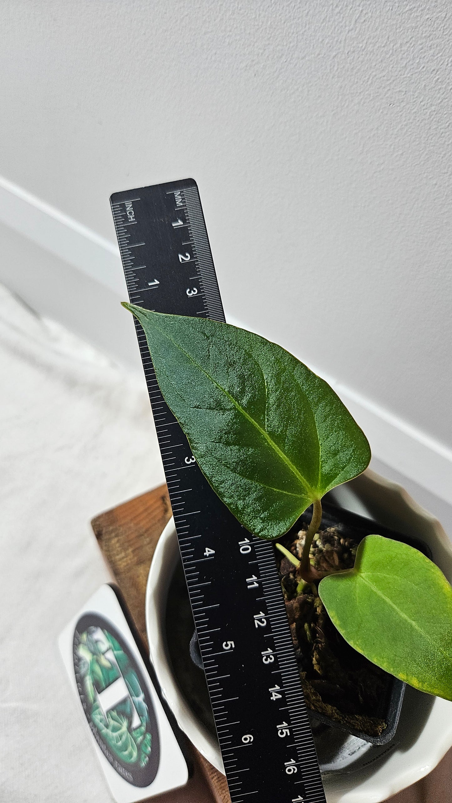 Anthurium Dressleri × Blue Papillilaminum "format PETIT" (ANT-465)