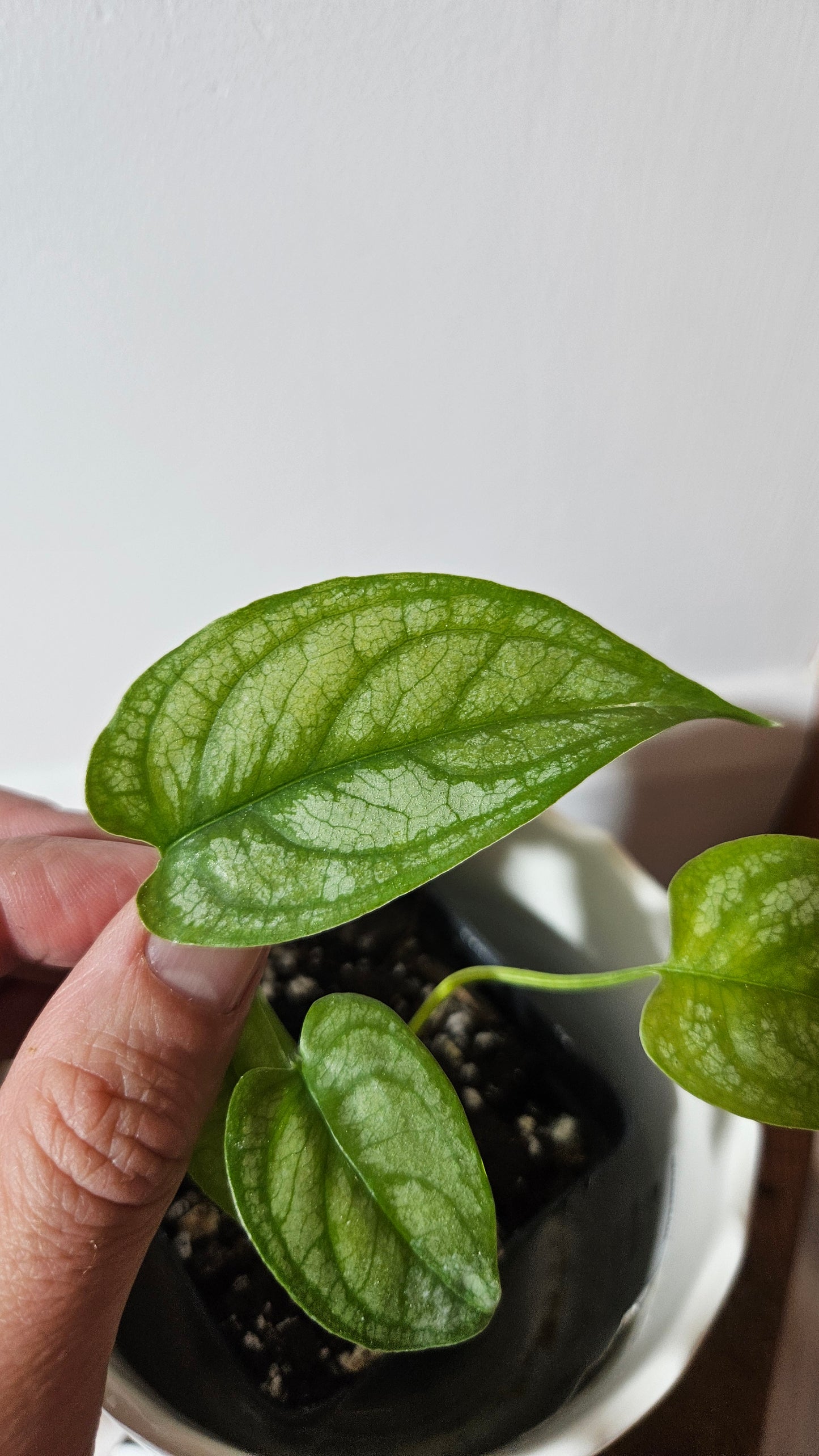 Monstera Siltepecana (MON-157)
