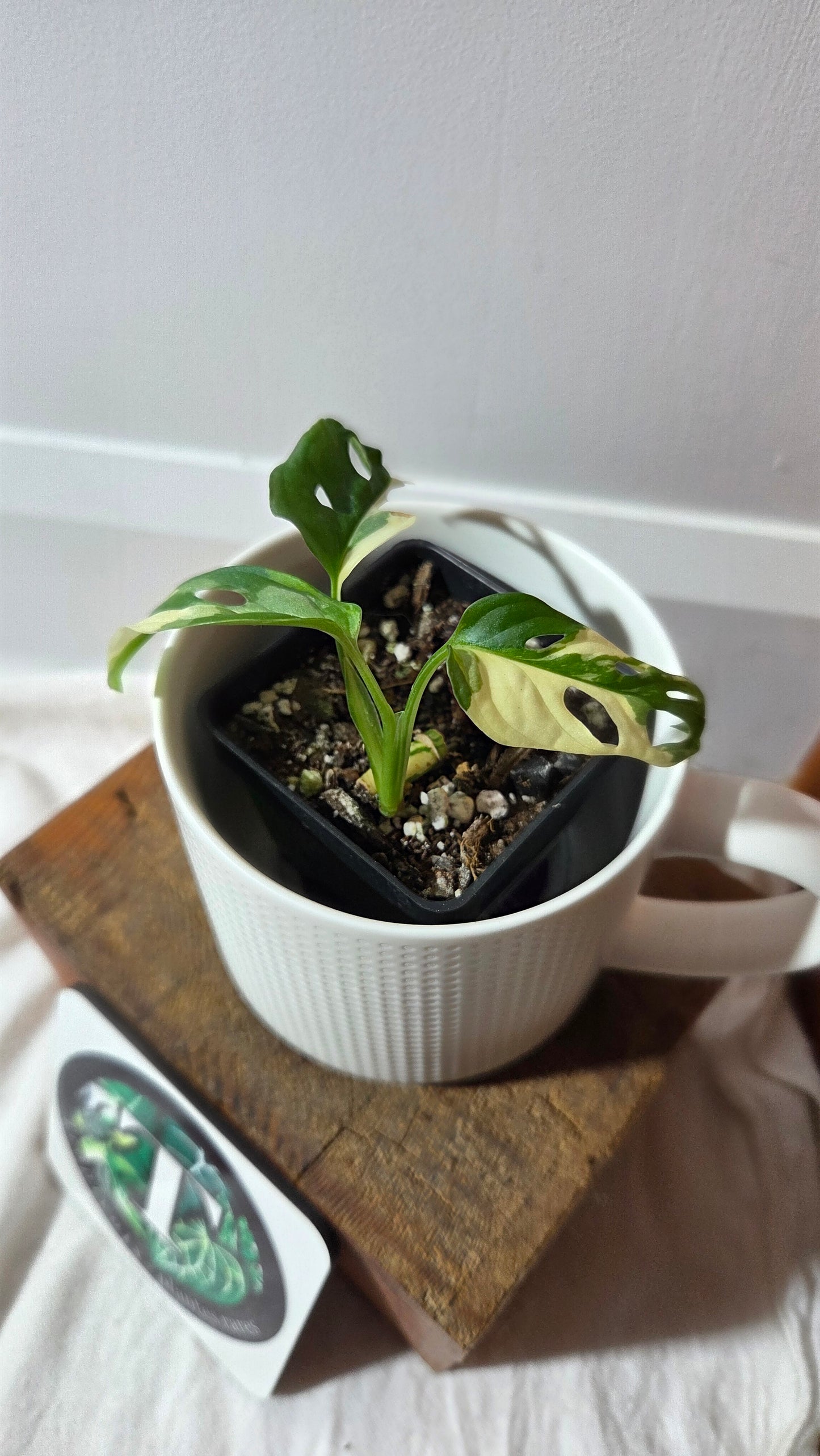 Monstera Andasonii Tricolore (MON-491)