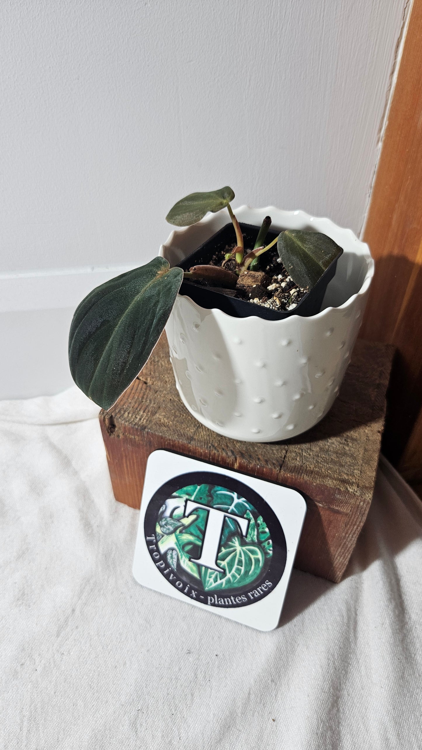 Philodendron Gigas (PHI-776)