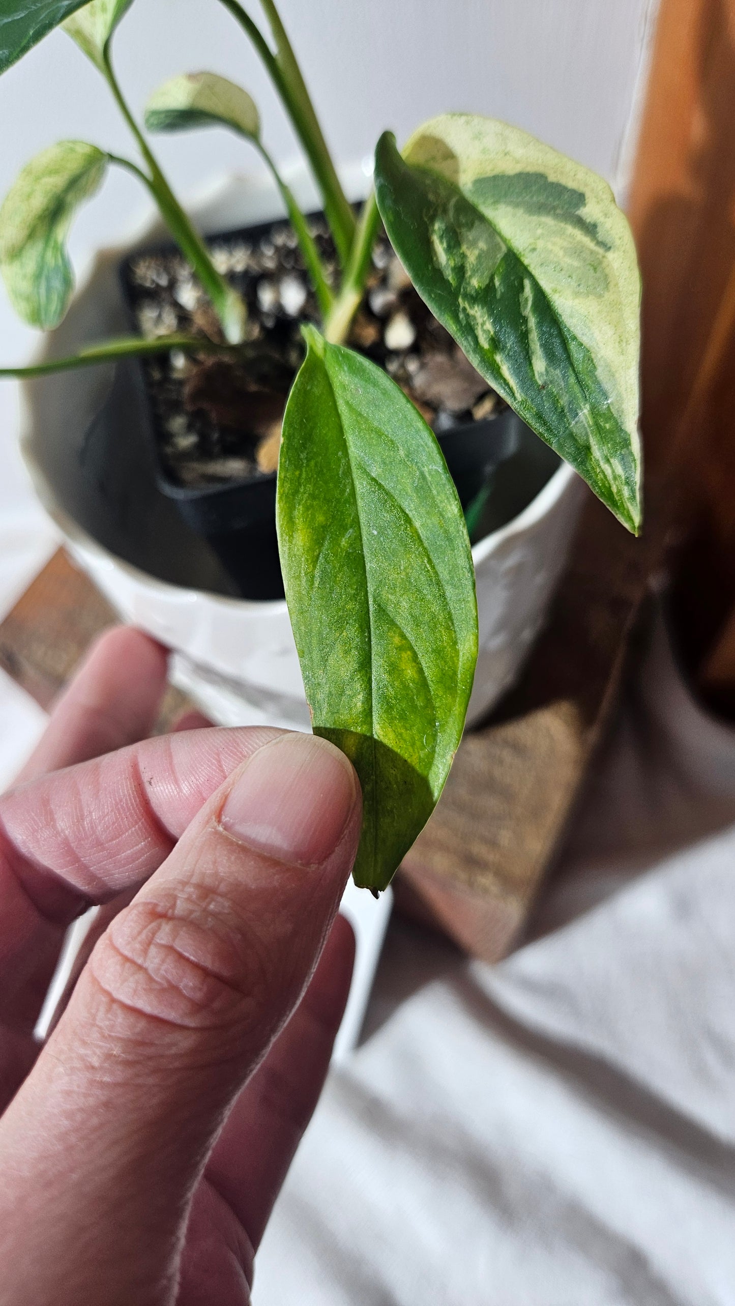 Monstera Laniata Mint (MON-398)