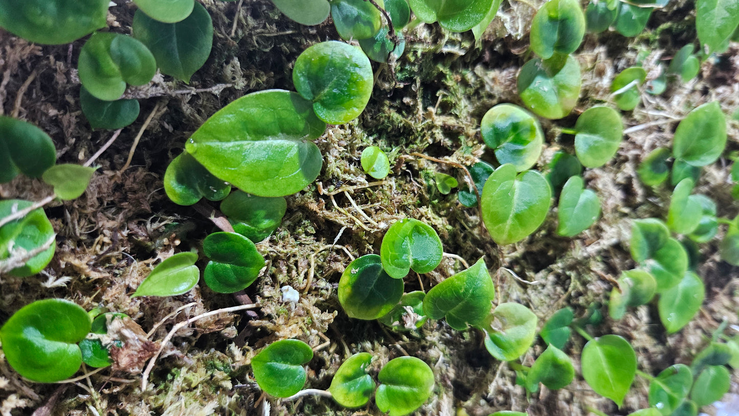 Anthurium Domino "format SEEDLING"
