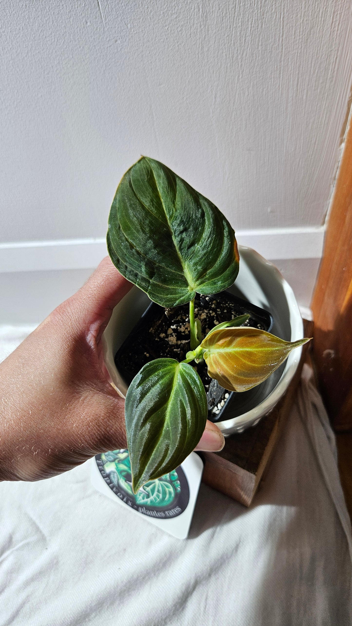 Philodendron Melanochrysum (PHI-863)