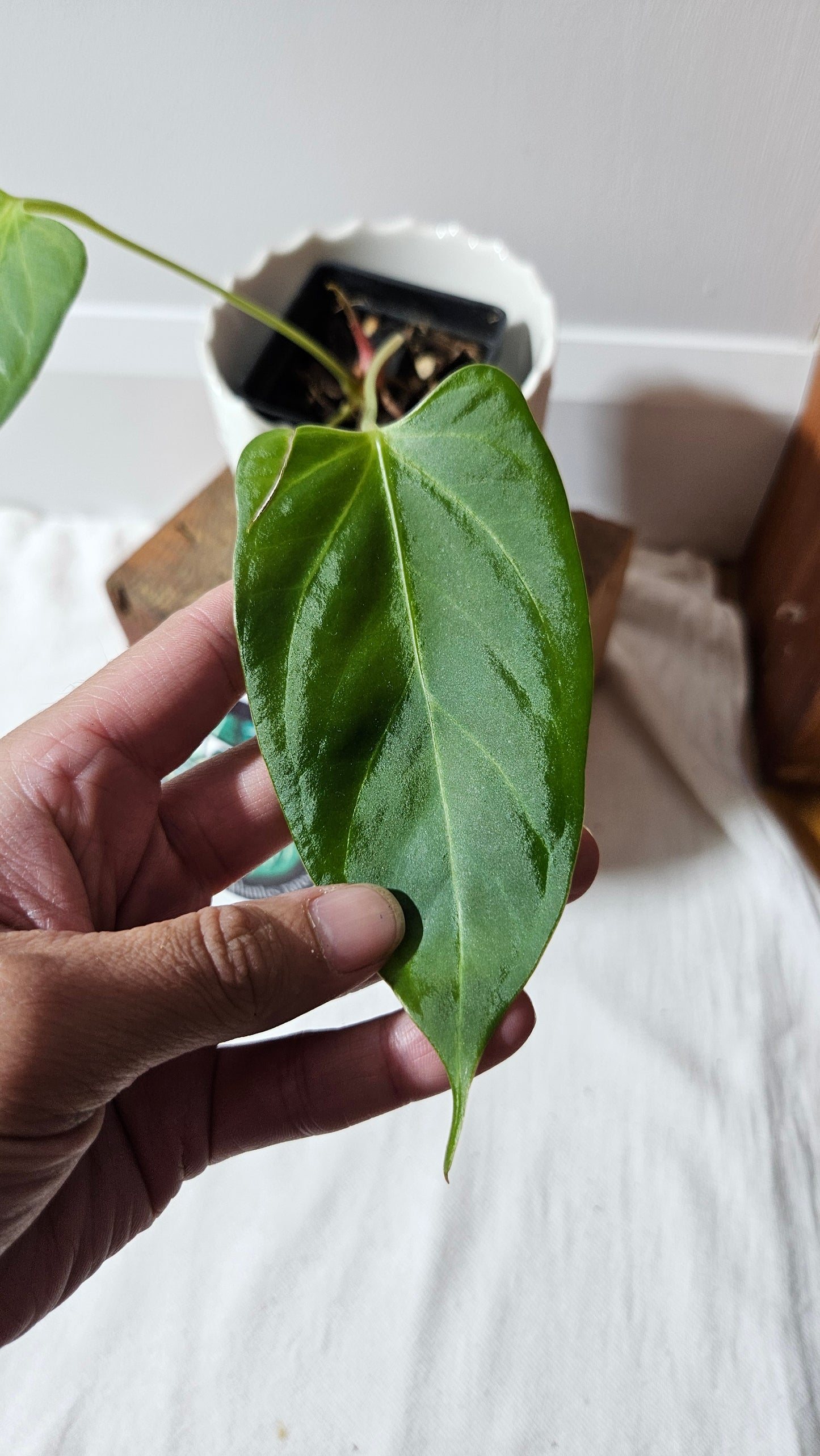 Anthurium Portillae Indo "SMALL format" (ANT-228)