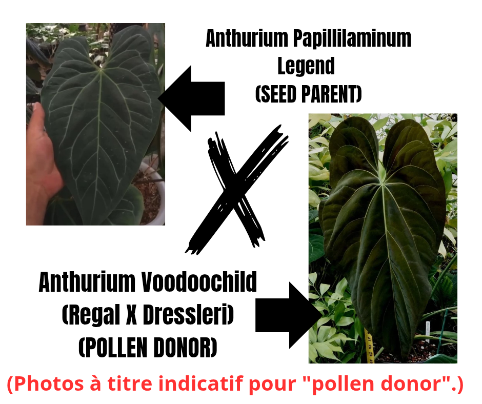Anthurium Papillilaminum Legend X Voodoochild "format SEEDLING"