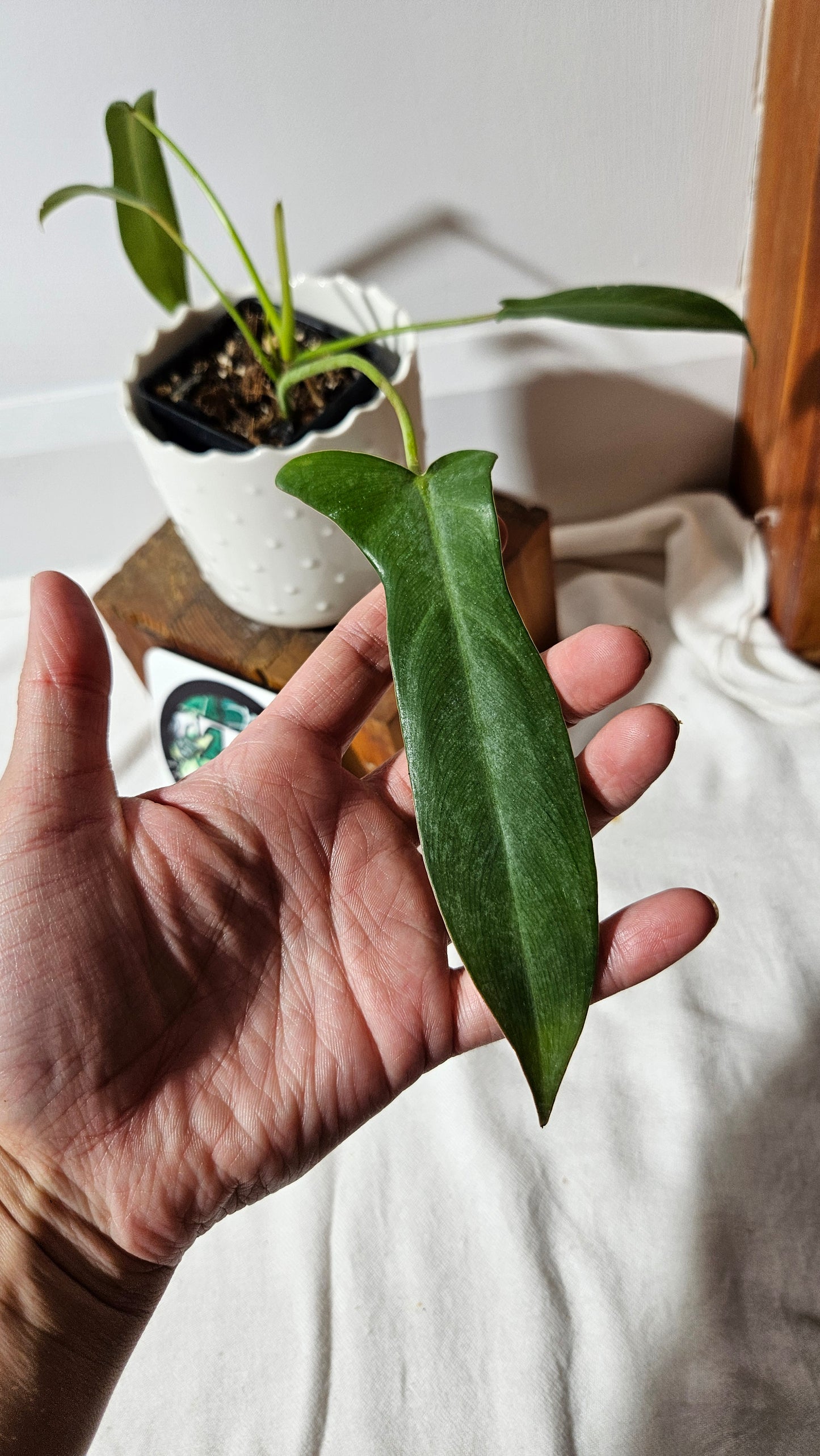 Philodendron Longilobatum (PHI-857)