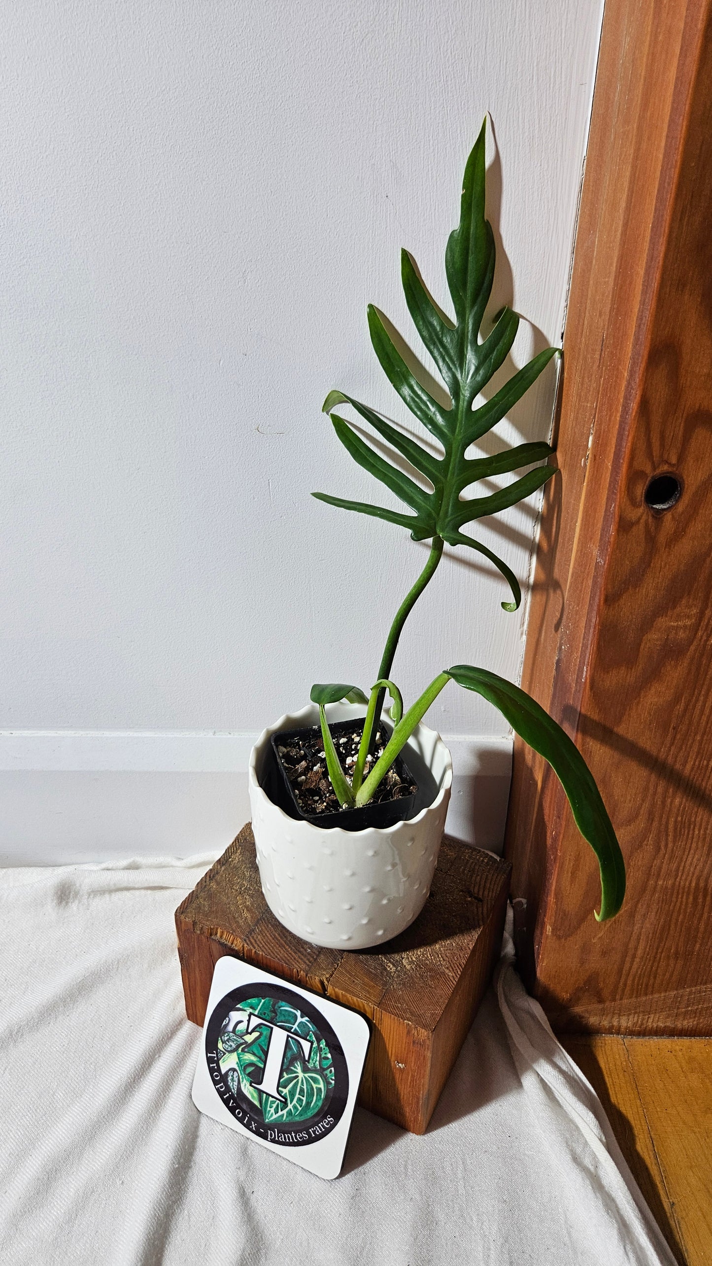 Philodendron Élégant (d'équateur)(PHI-838)