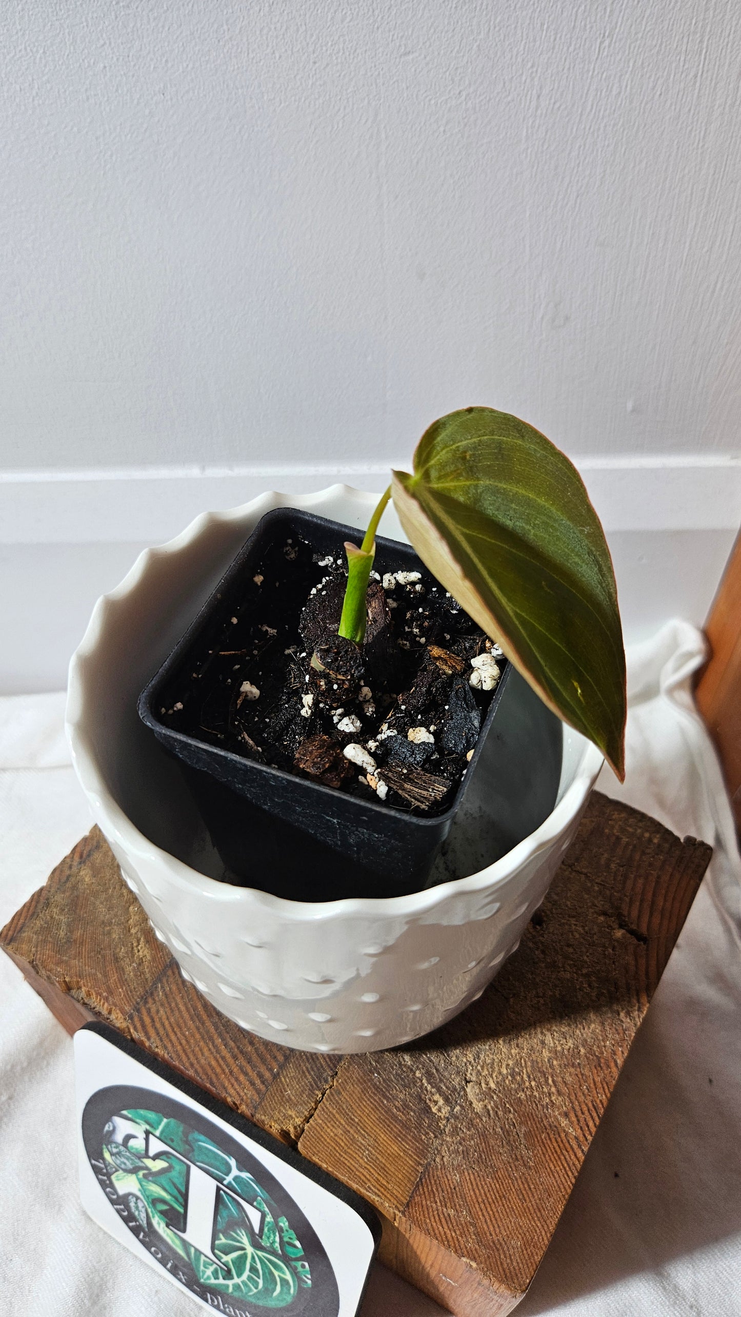 Philodendron Glorious (PHI-813)