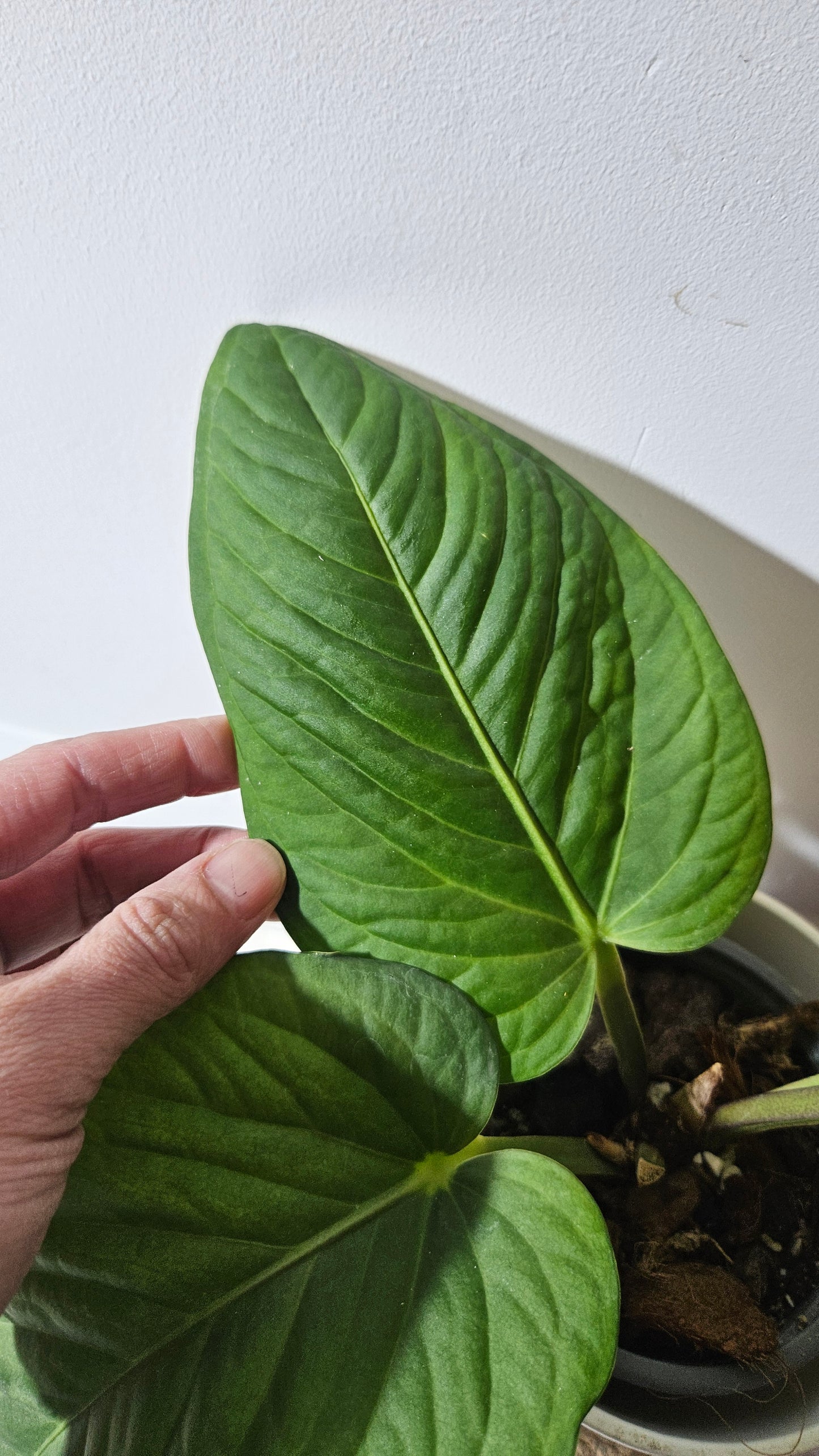 Anthurium Villenaorum X Radicans "MEDIUM format" (ANT-248)