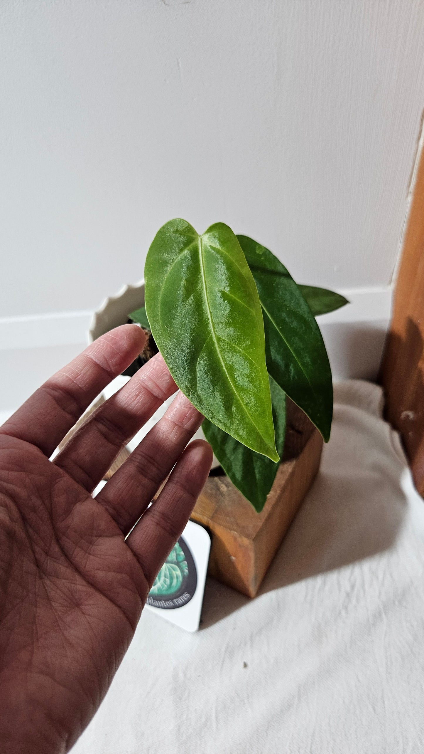 Anthurium Cirinoi X Forgetti "format MOYEN"(ANT-434)