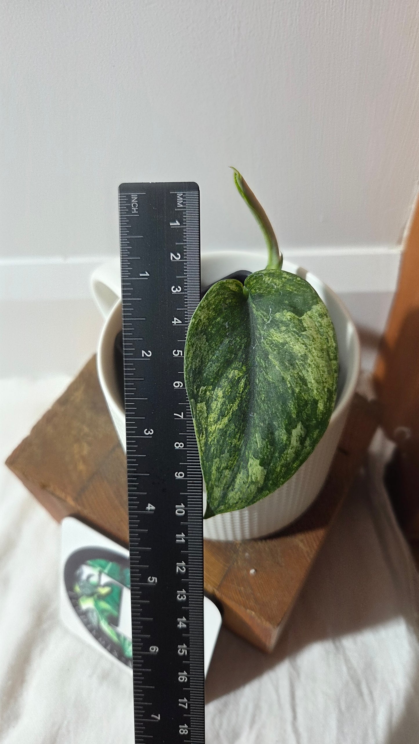 Scindapsus Silver Satin albo (SCI-1376)