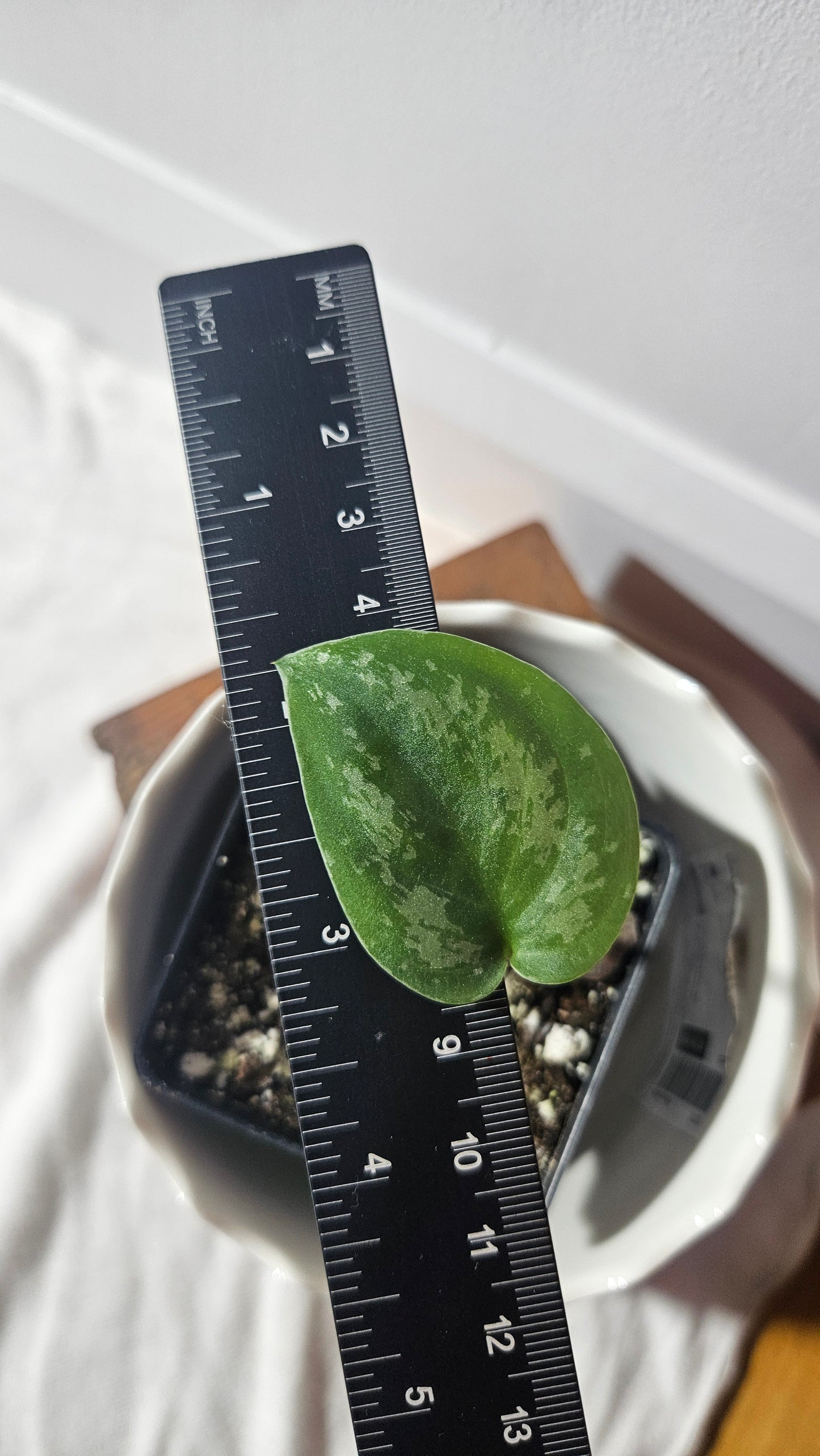 Scindapsus Baticon (SCI-922)