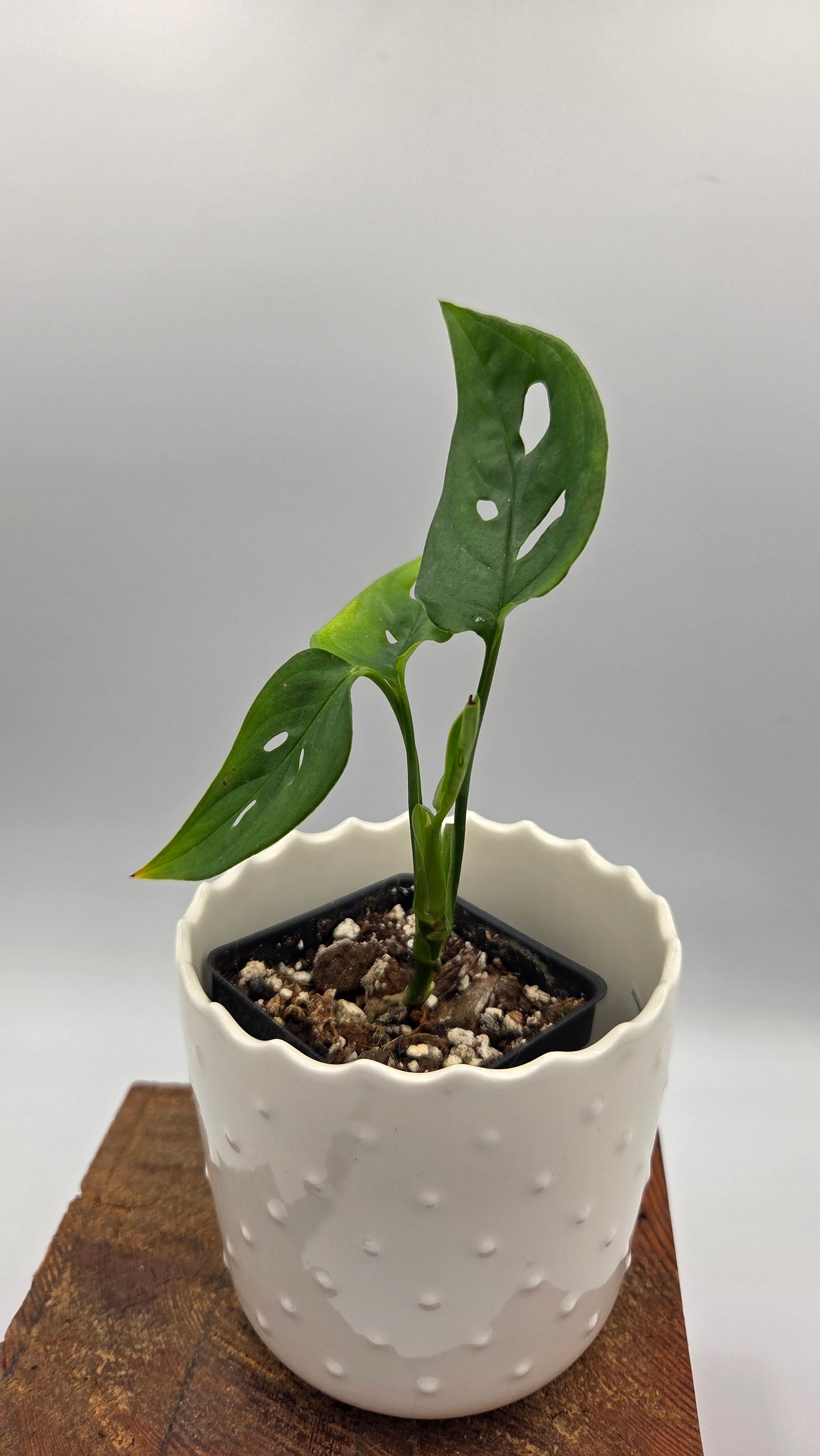 Monstera Obliqua Aff Tamarindo (MON-553)