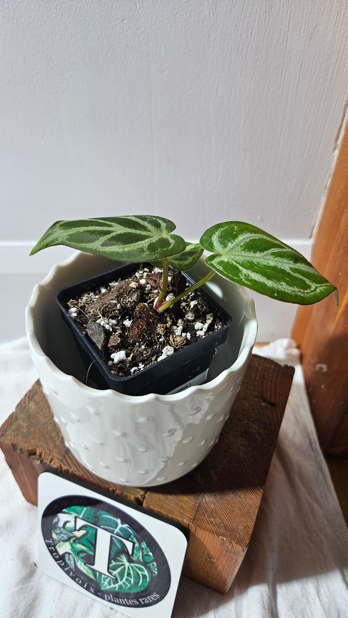 Anthurium Crystallinum "format PETIT" (ANT-591)