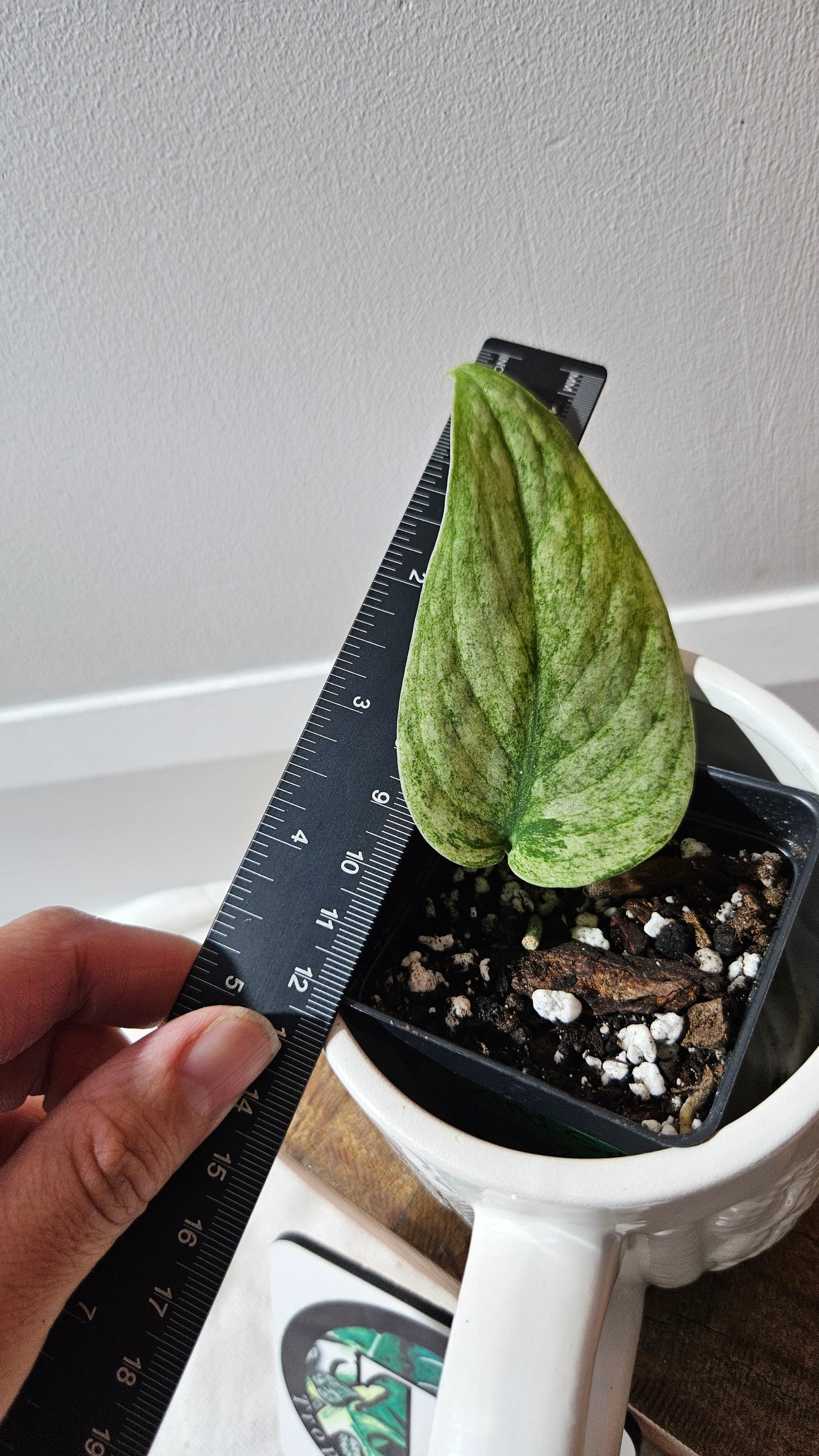 Scindapsus Silver Cloud variegata (SCI-1064)