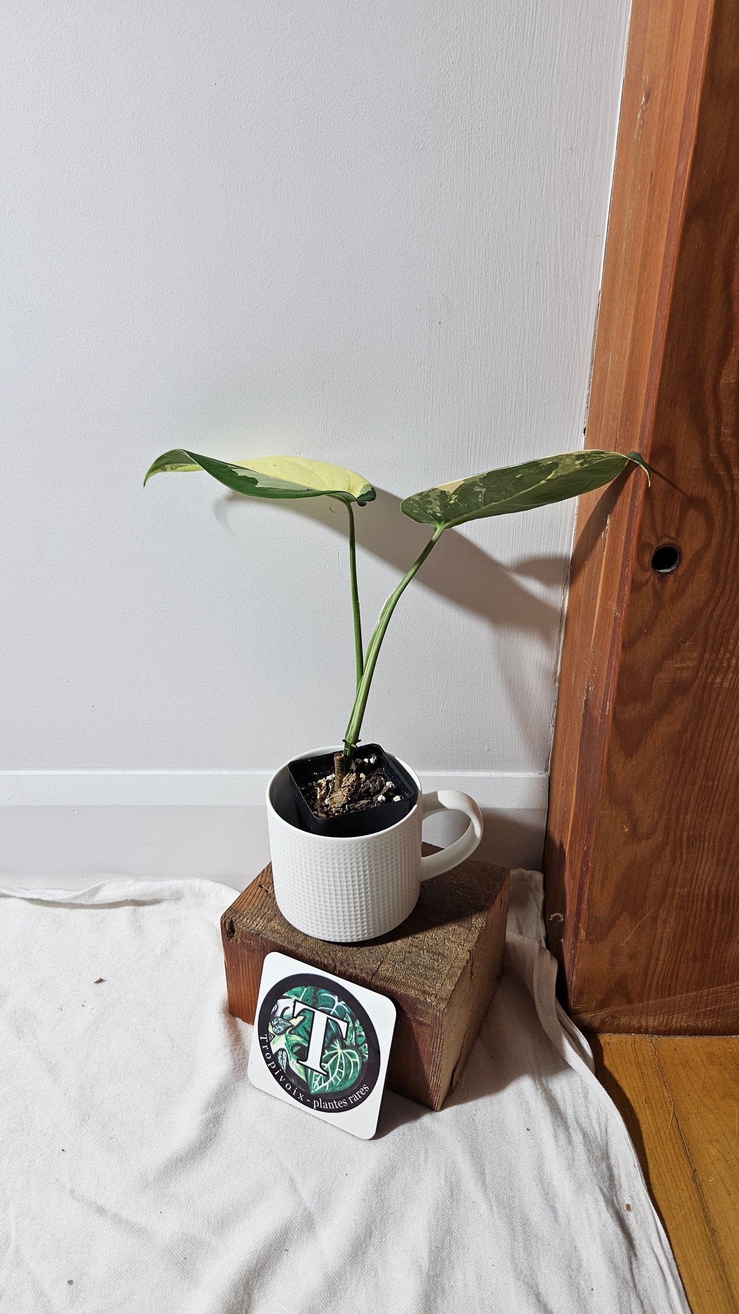 Syngonium Chiapense Albo (SYN-482)