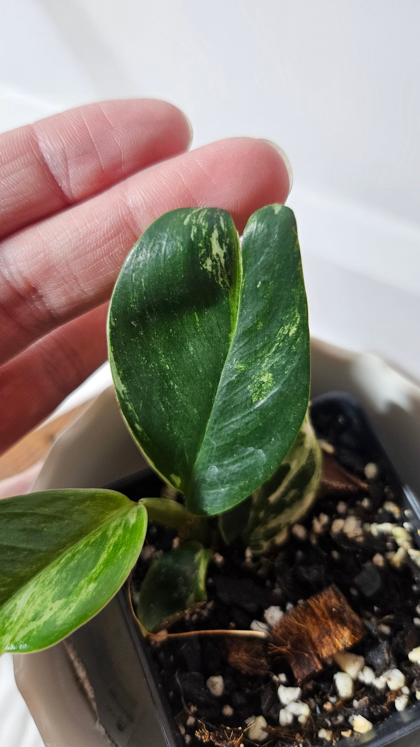 Rhaphidophora Elliptifolia Variegata (AUT-069)