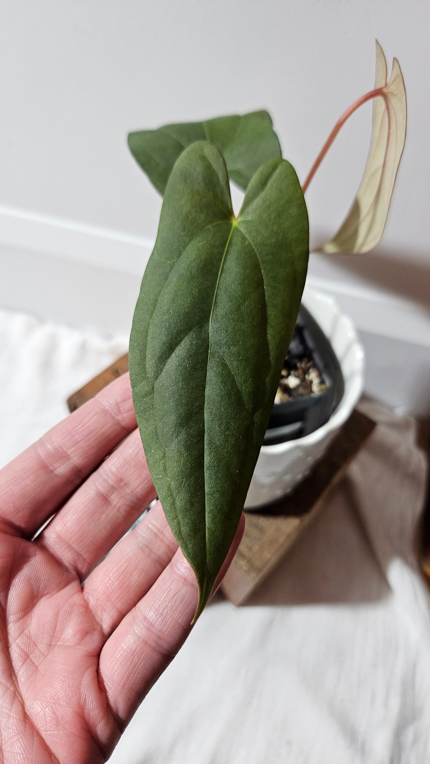 Anthurium Napo X Papillilaminum "format MOYEN" (ANT-417)