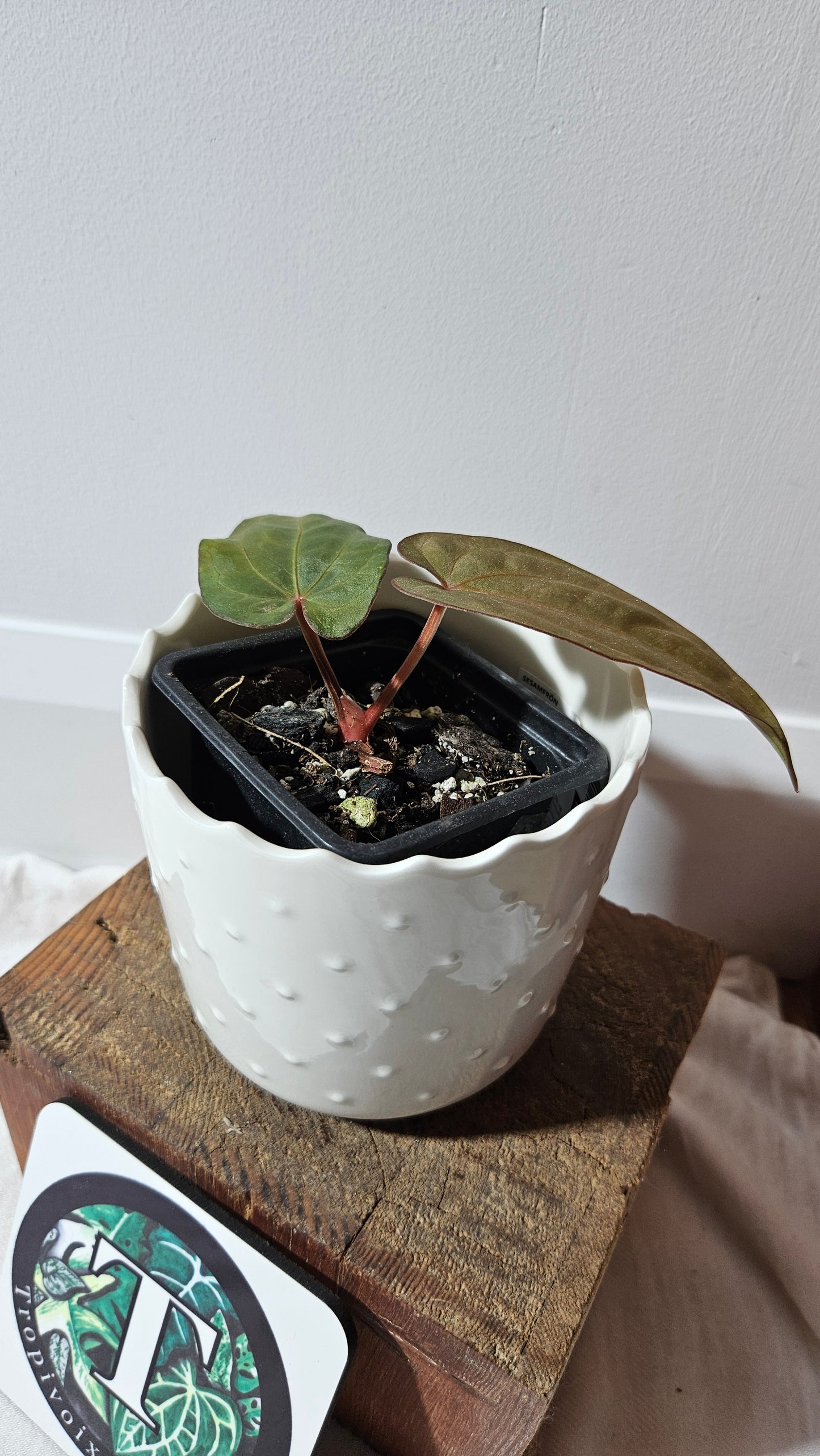 Anthurium Dressleri Pink "format PETIT" (ANT-217)