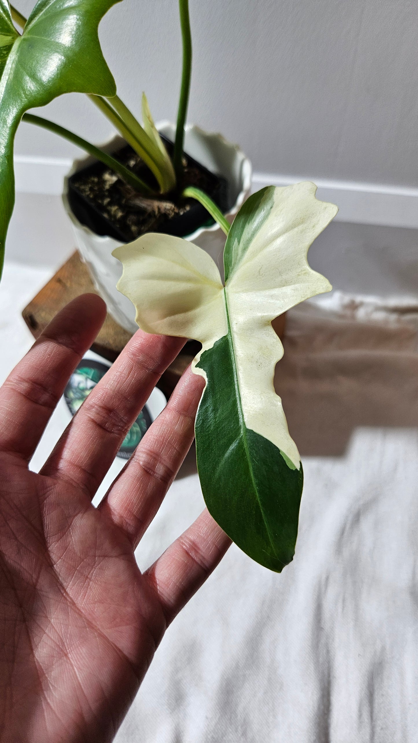 Philodendron Golden Dragon Variegata (PHI-899)