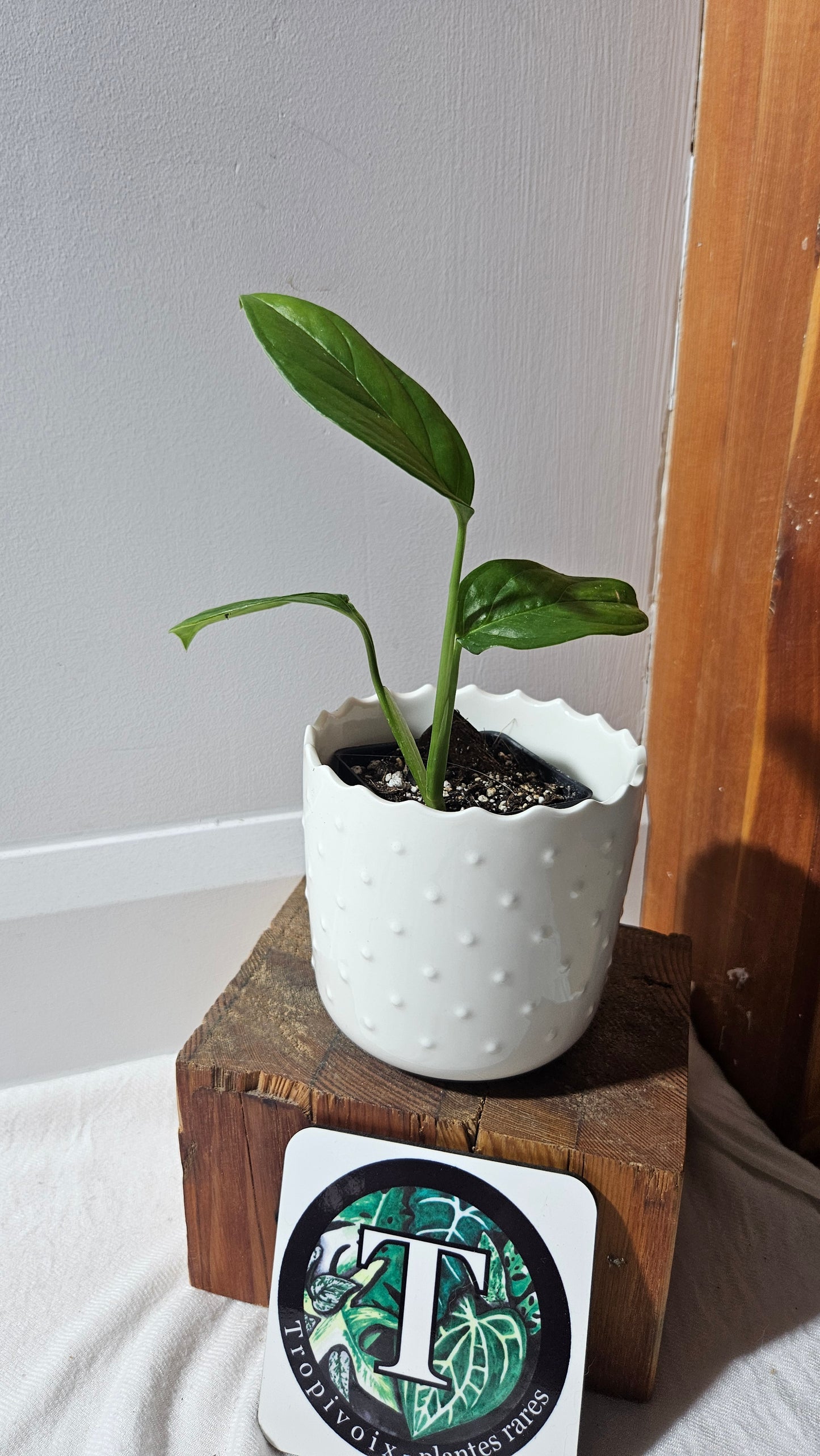 Monstera Obliqua Aff Limon (MON-310)