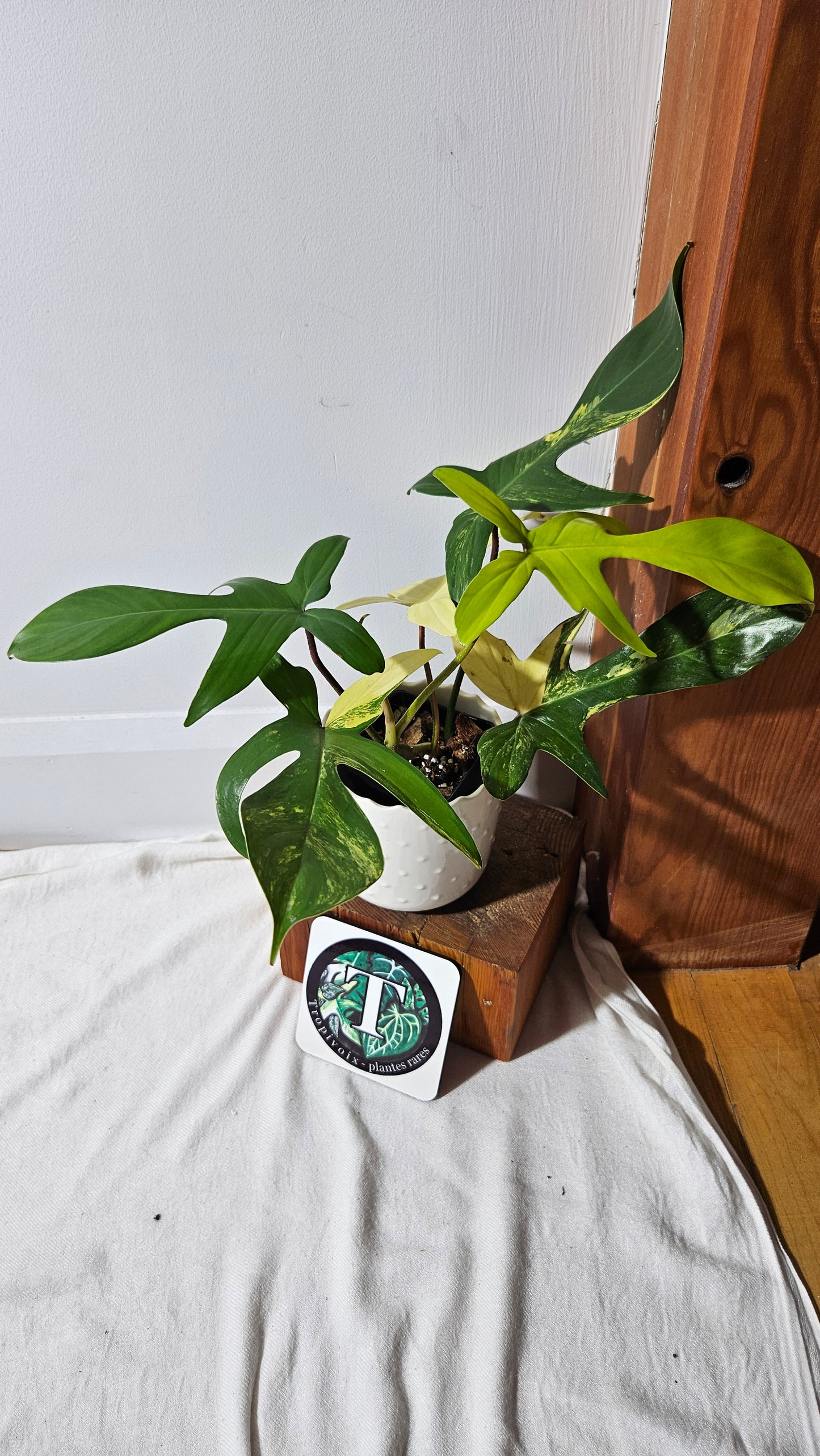 Philodendron Florida Beauty (PHI-816)