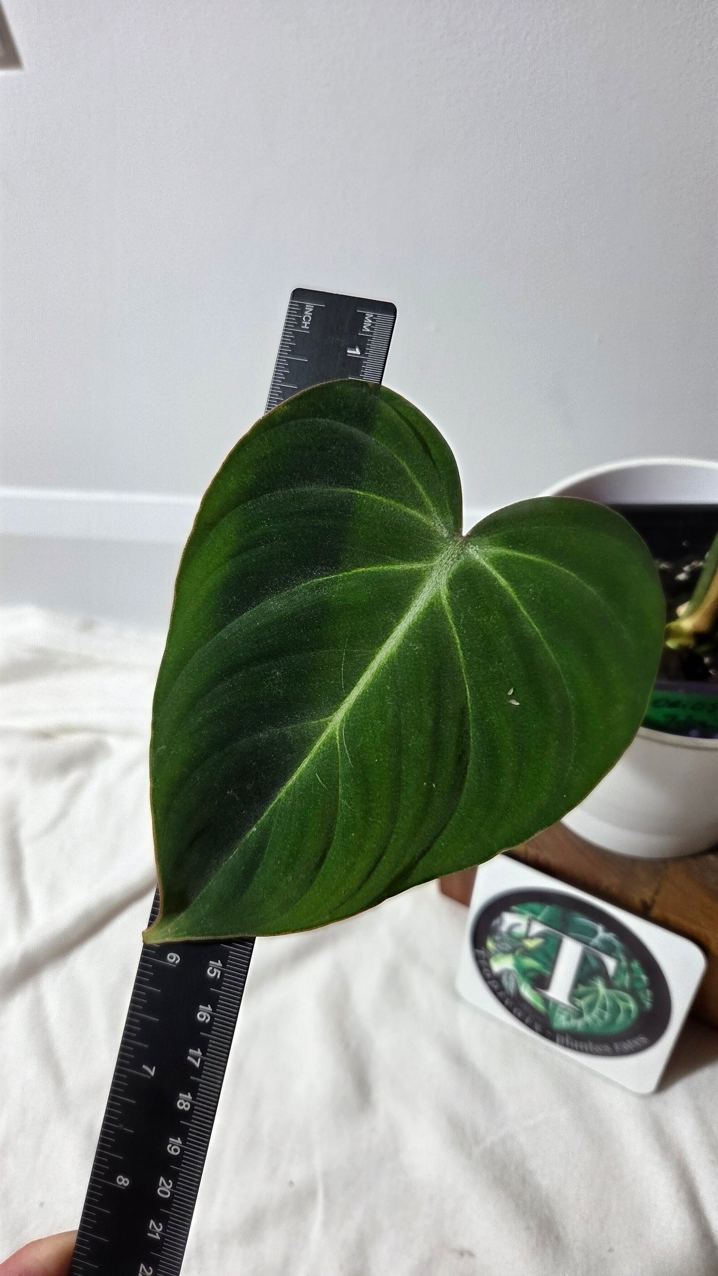 Philodendron Gloriosum (PHI-1013)