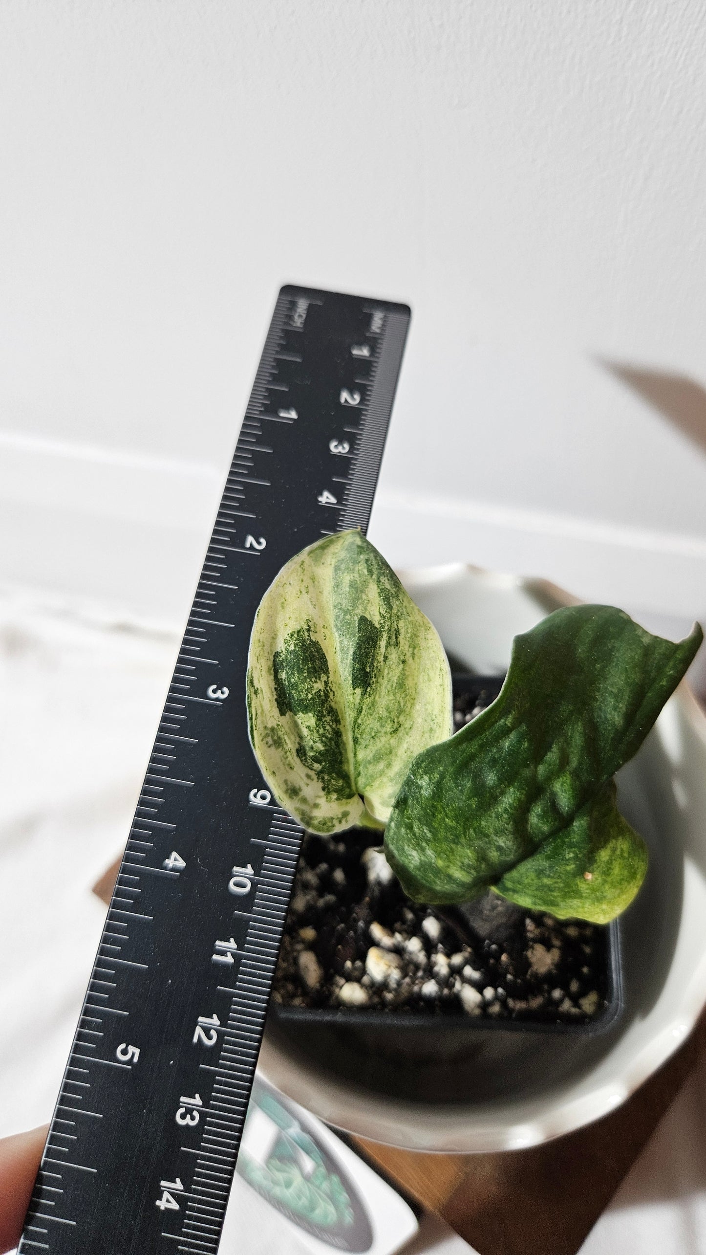 Scindapsus Dark Splash Variegata (SCI-1038)
