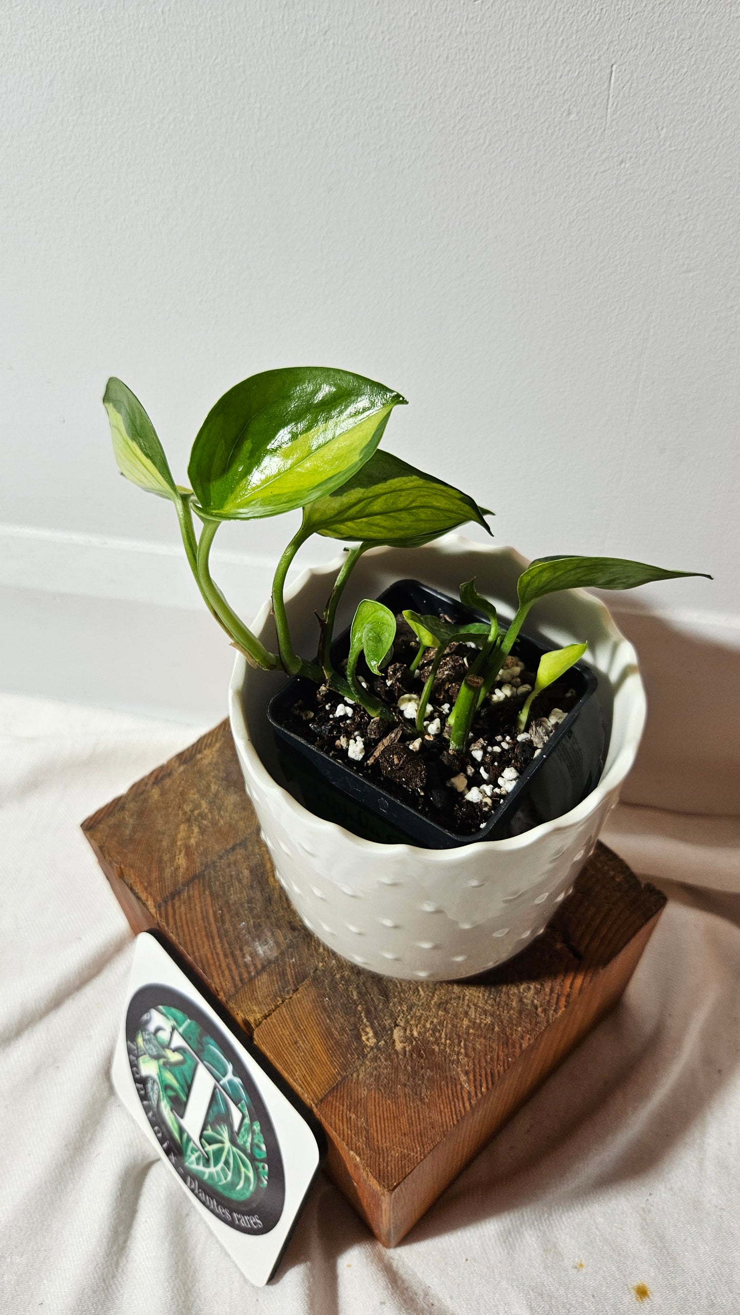 Epipremnum Aureum Manjula yellow/Olivia/Mint (EPI-214)