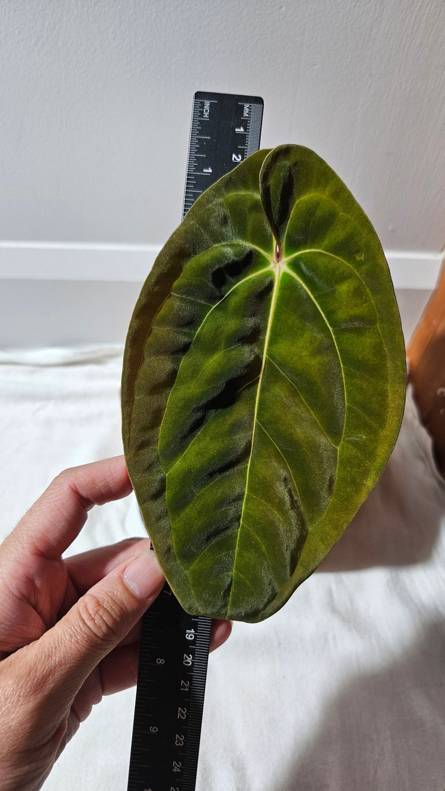 Anthurium Papillilaminum (d'équateur) "format MOYEN" (ANT-440)
