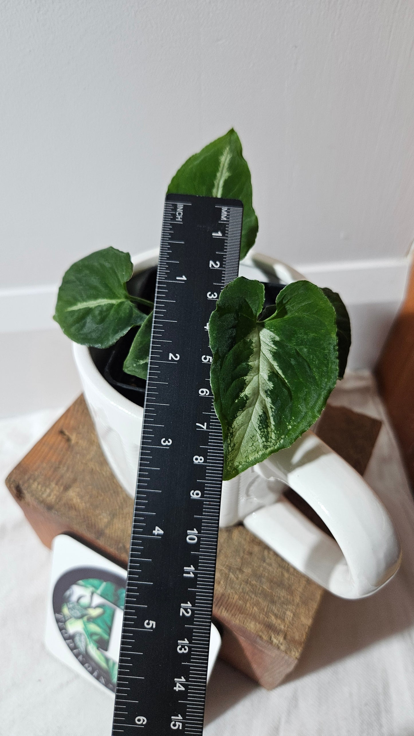 Syngonium Wendlandii "Southern Star"(SYN-461)