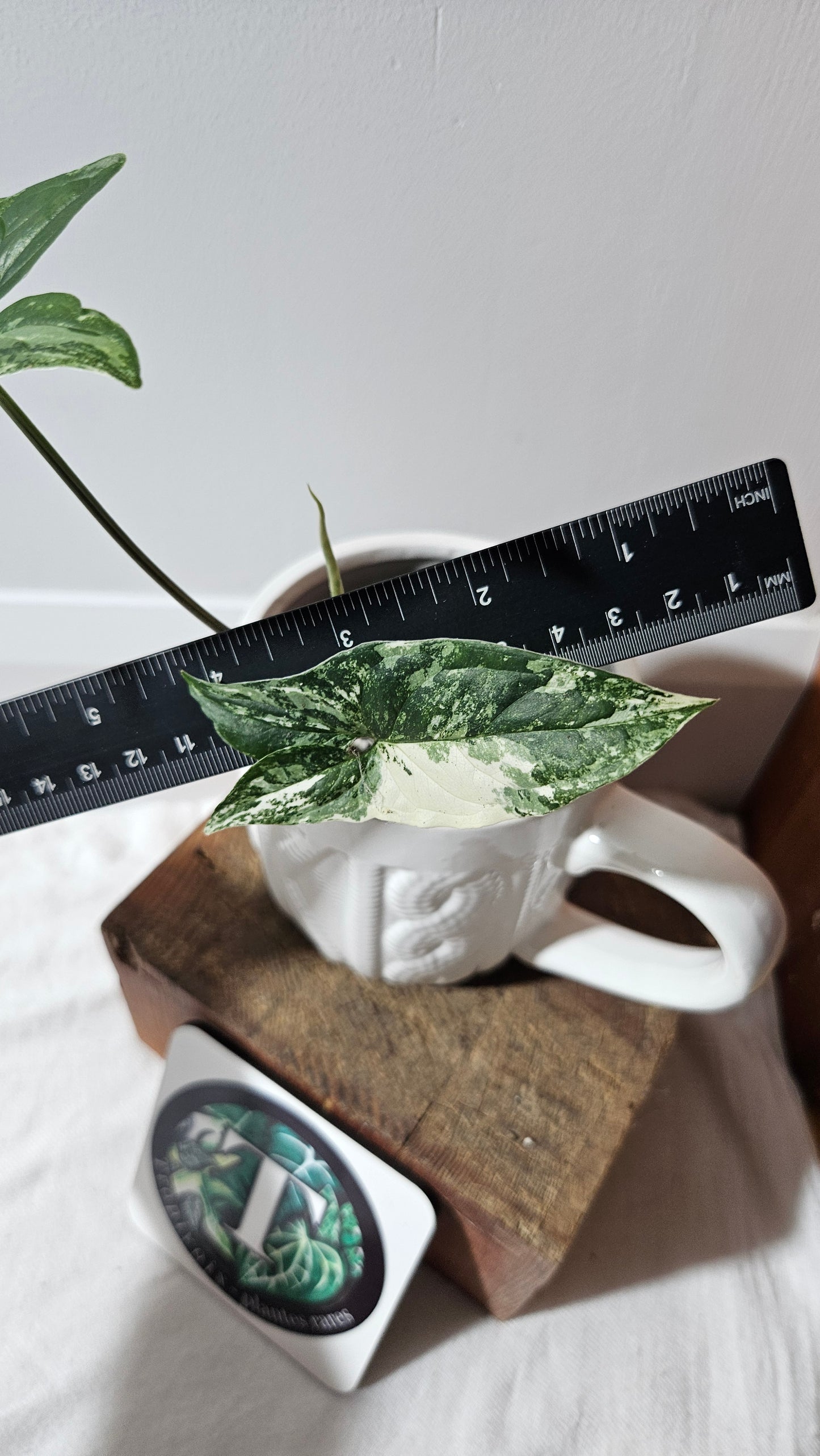 Syngonium Albo (SYN-474)