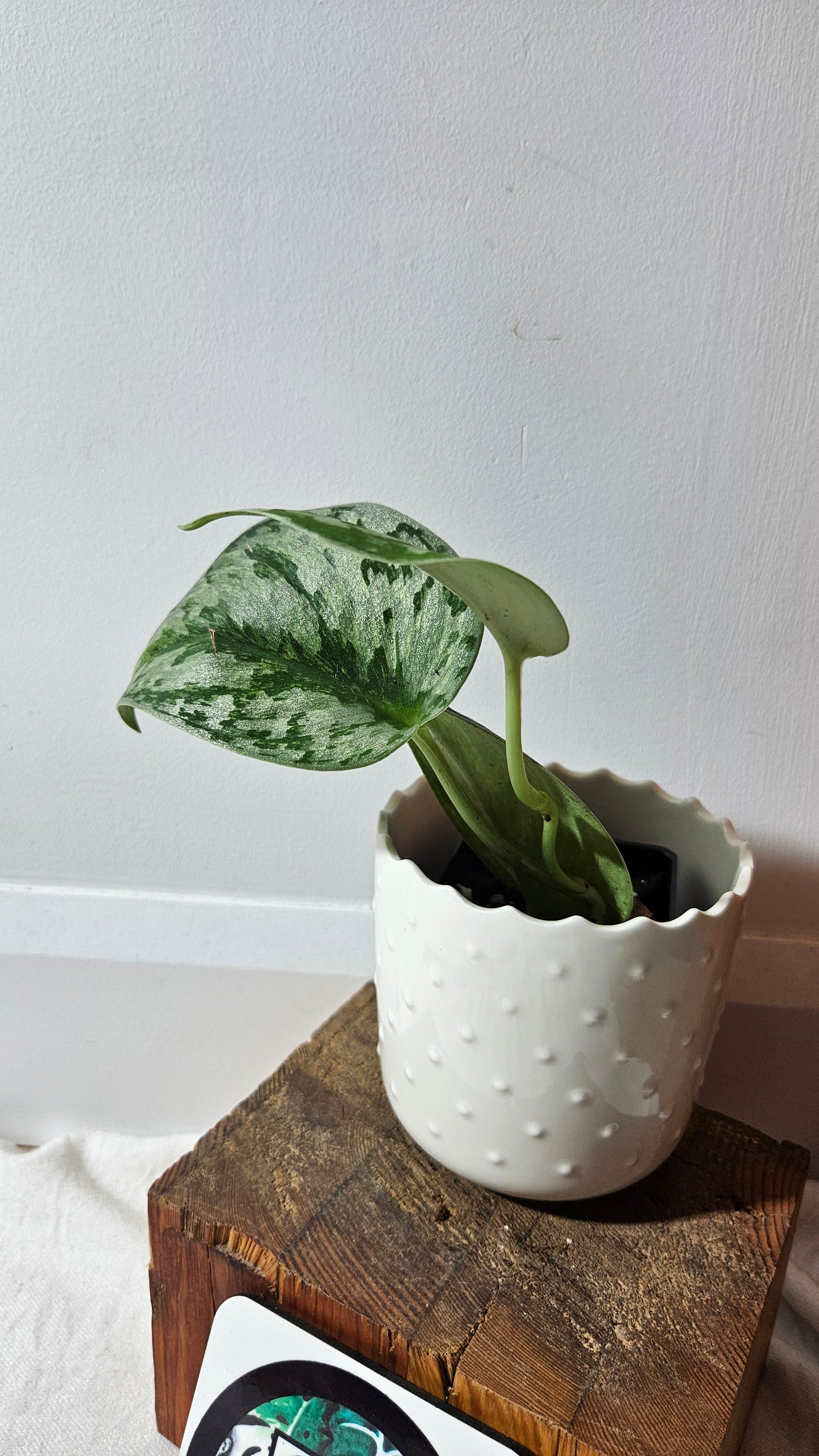 Scindapsus Hologram (SCI-973)