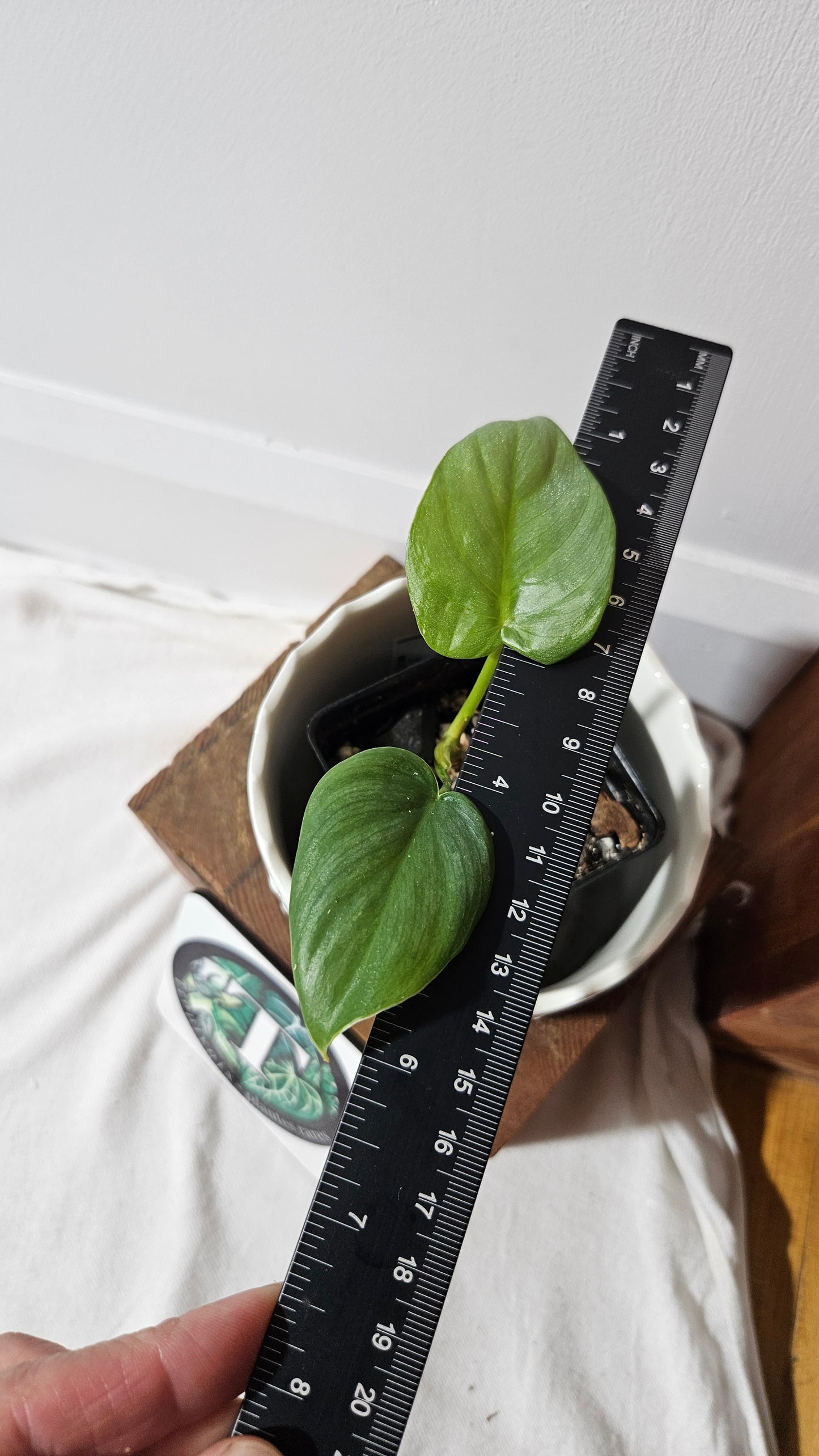 Philodendron Pastazanum Platinum (PHI-826)