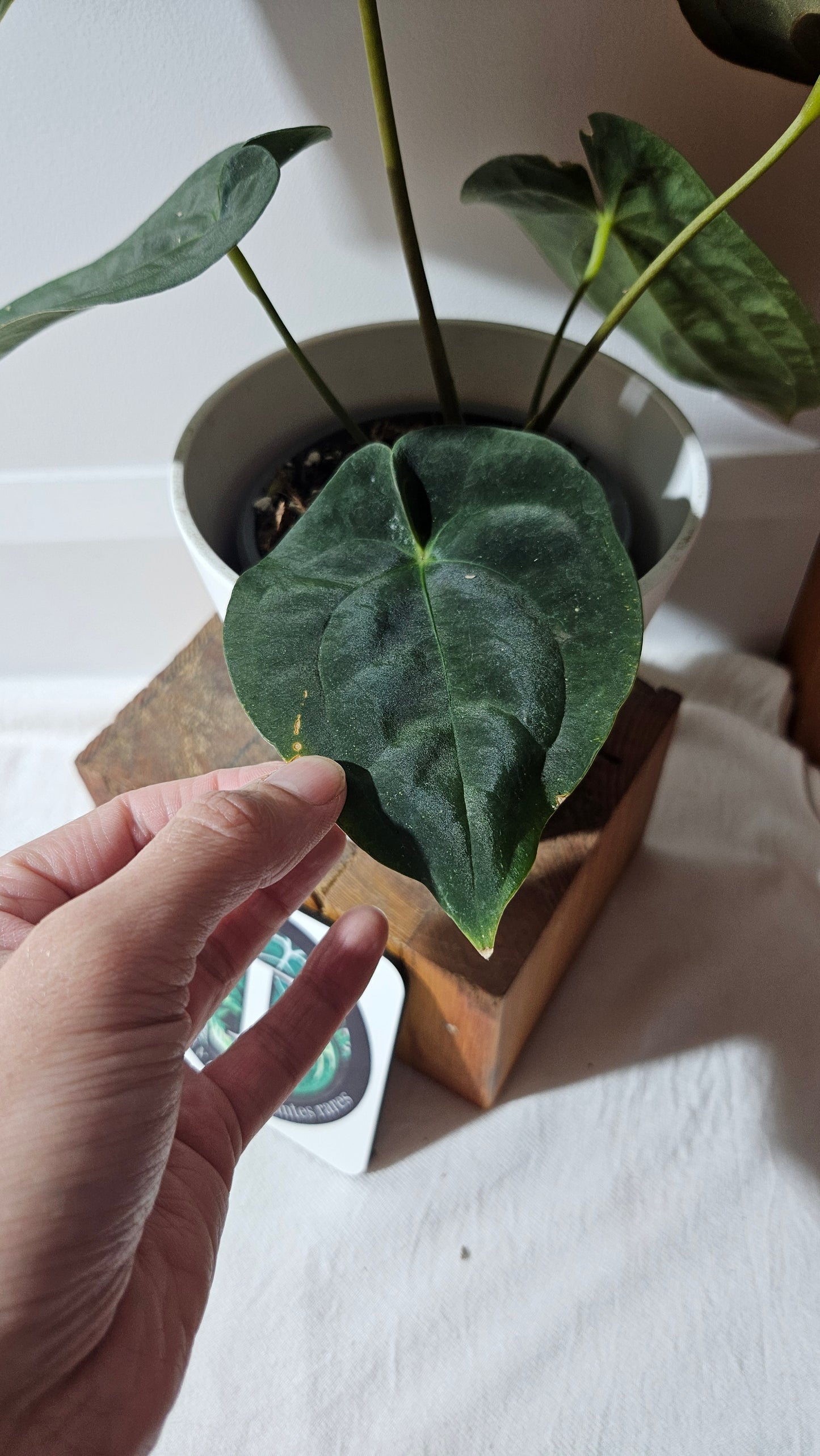 Anthurium Blue Papillilaminum "format LARGE" (ANT-431)