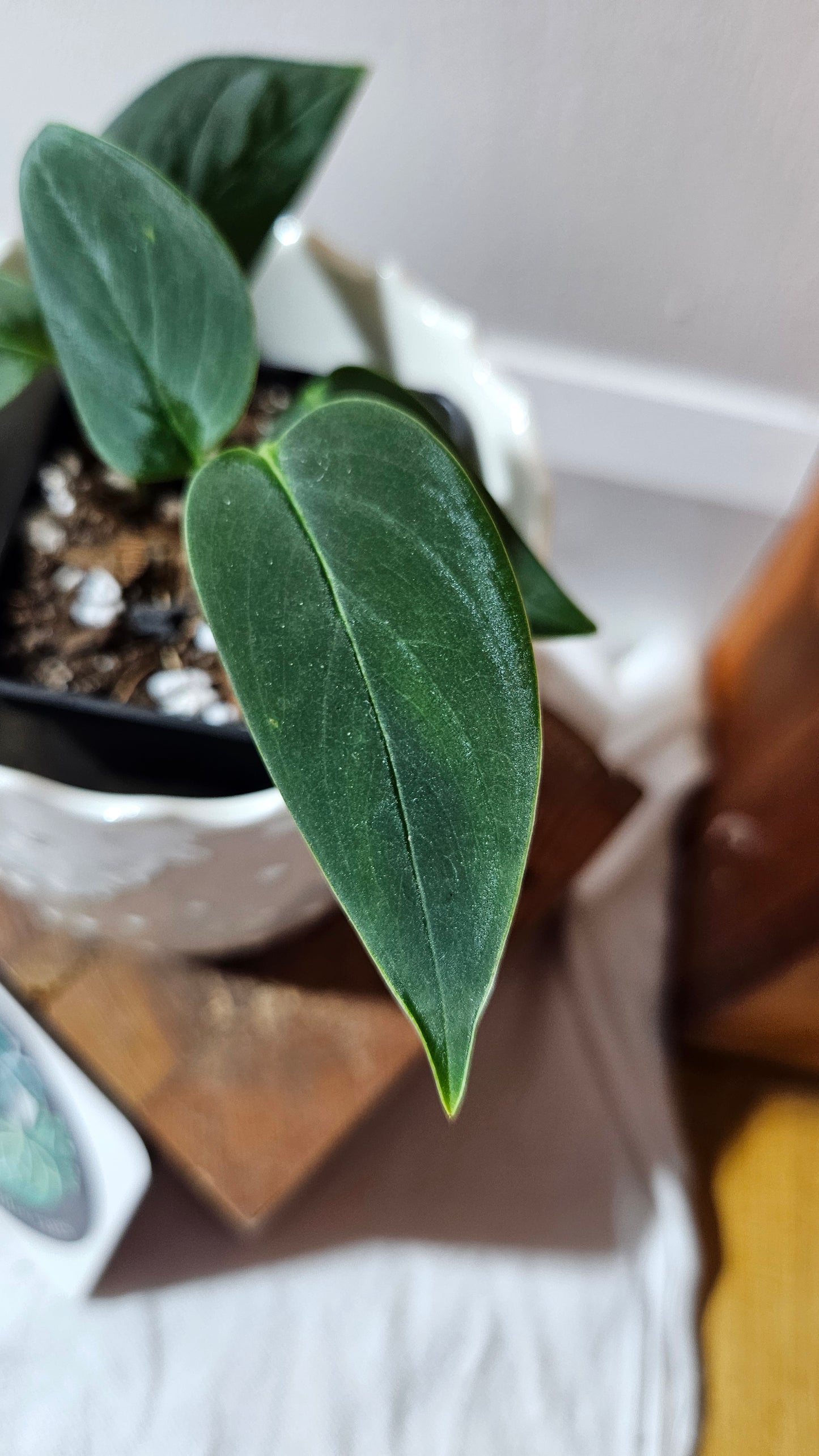 Monstera Obliqua Aff Black (MON-443)