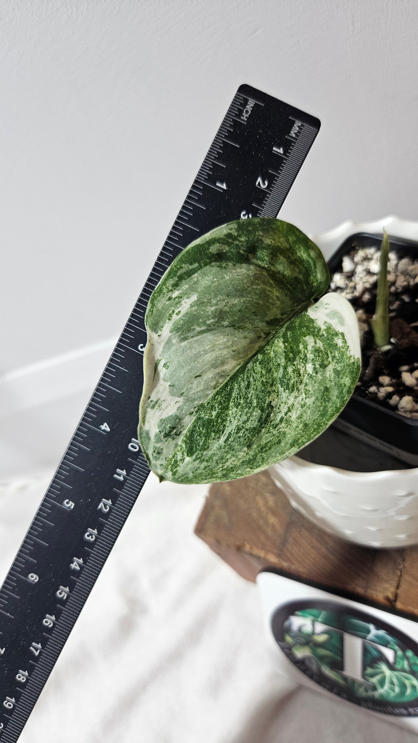 Scindapsus Jade Satin Marble (SCI-783)