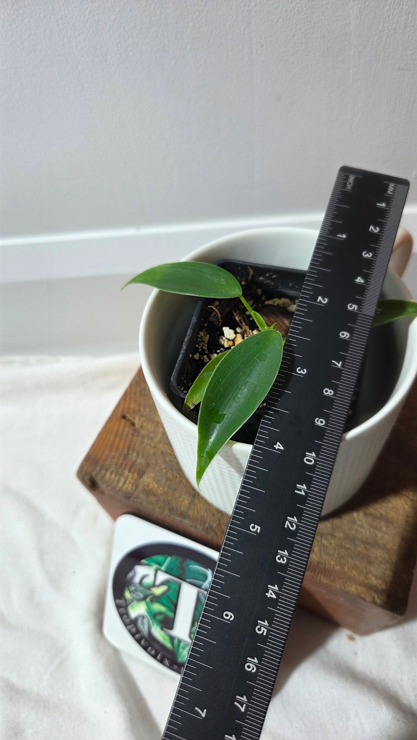 Philodendron Microstictum (PHI-659)