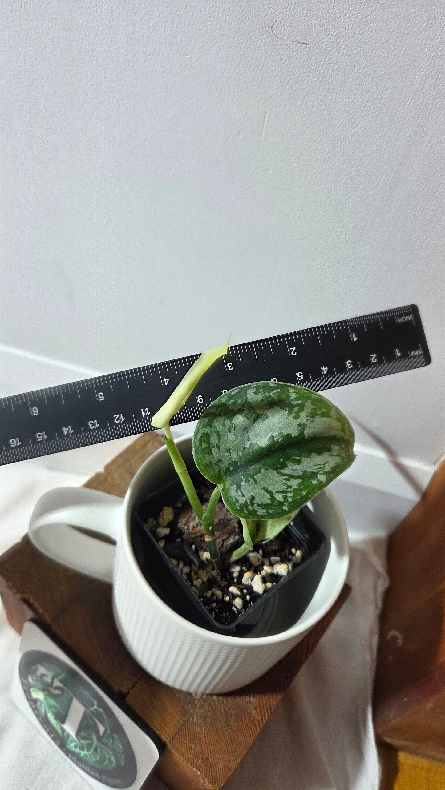 Scindapsus Peasun (SCI-1411)