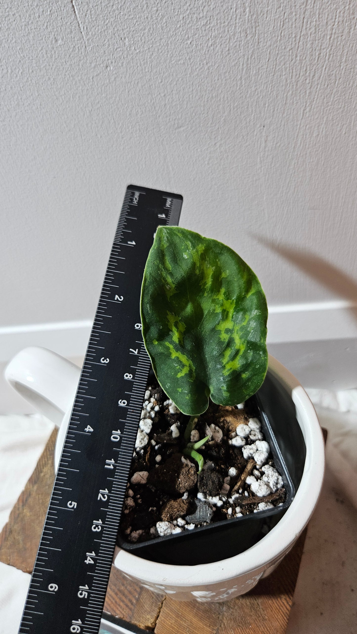 Scindapsus Macan (SCI-1269)