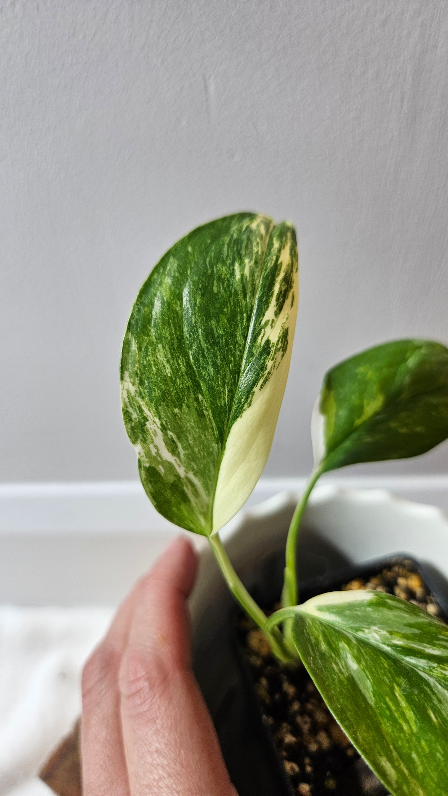 Monstera Lechleriana Albo (MON-195)