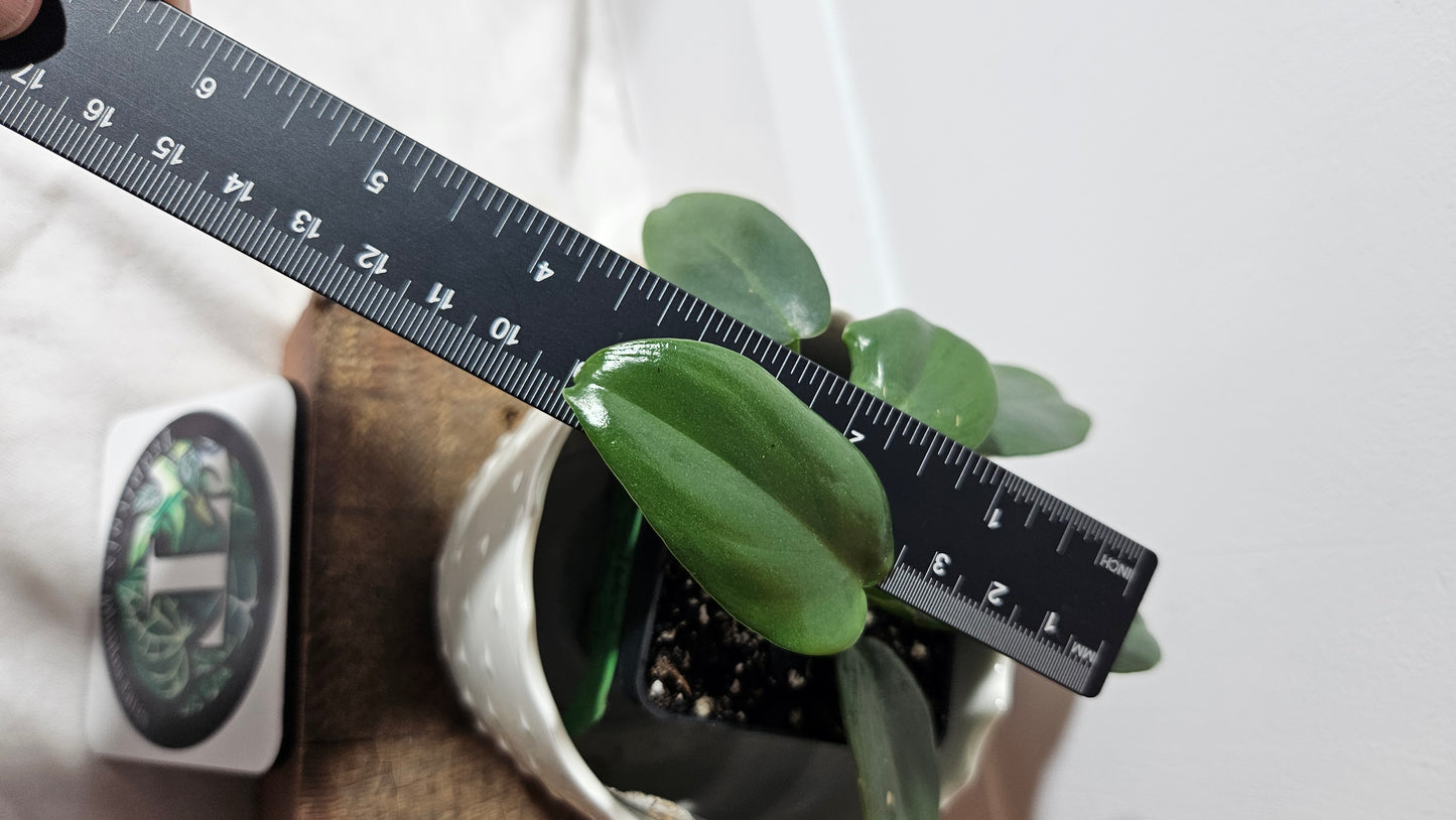 Philodendron Violin silver (PHI-633)