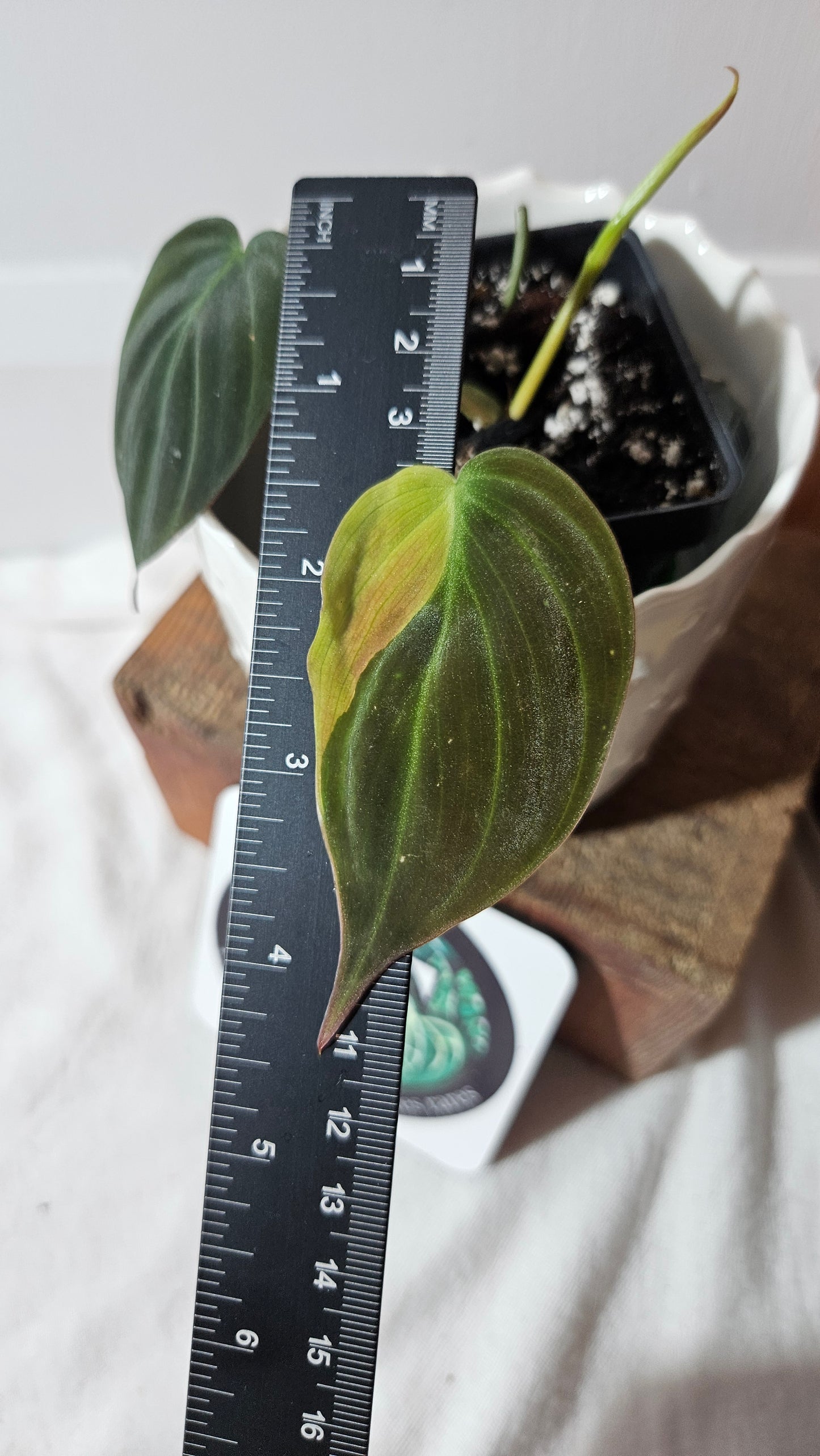 Philodendron Mican Variegata (PHI-788)