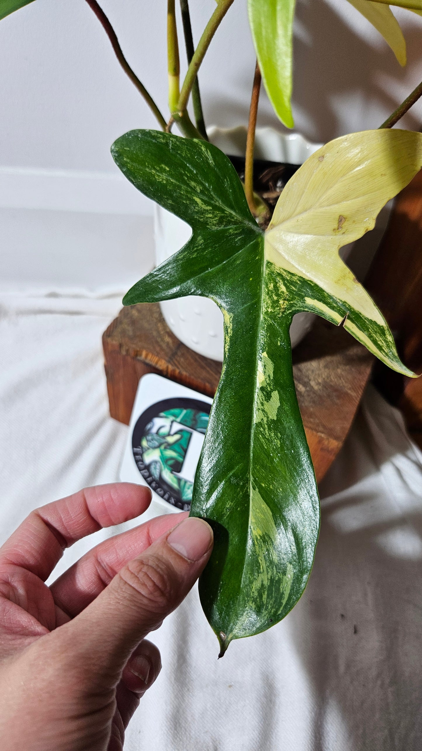 Philodendron Florida Beauty (PHI-816)