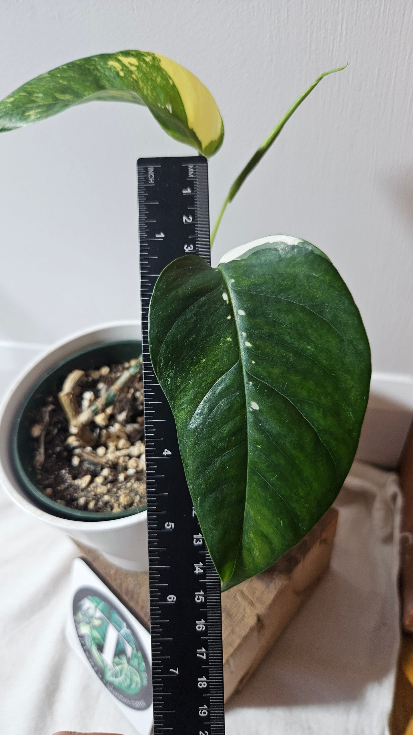 Epipremnum pinnatum Albo (EPI-012)